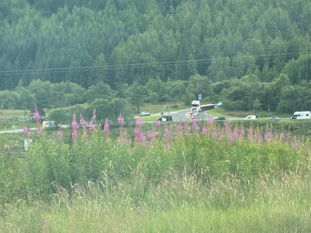 Purple wildflowers beside a Highland road.