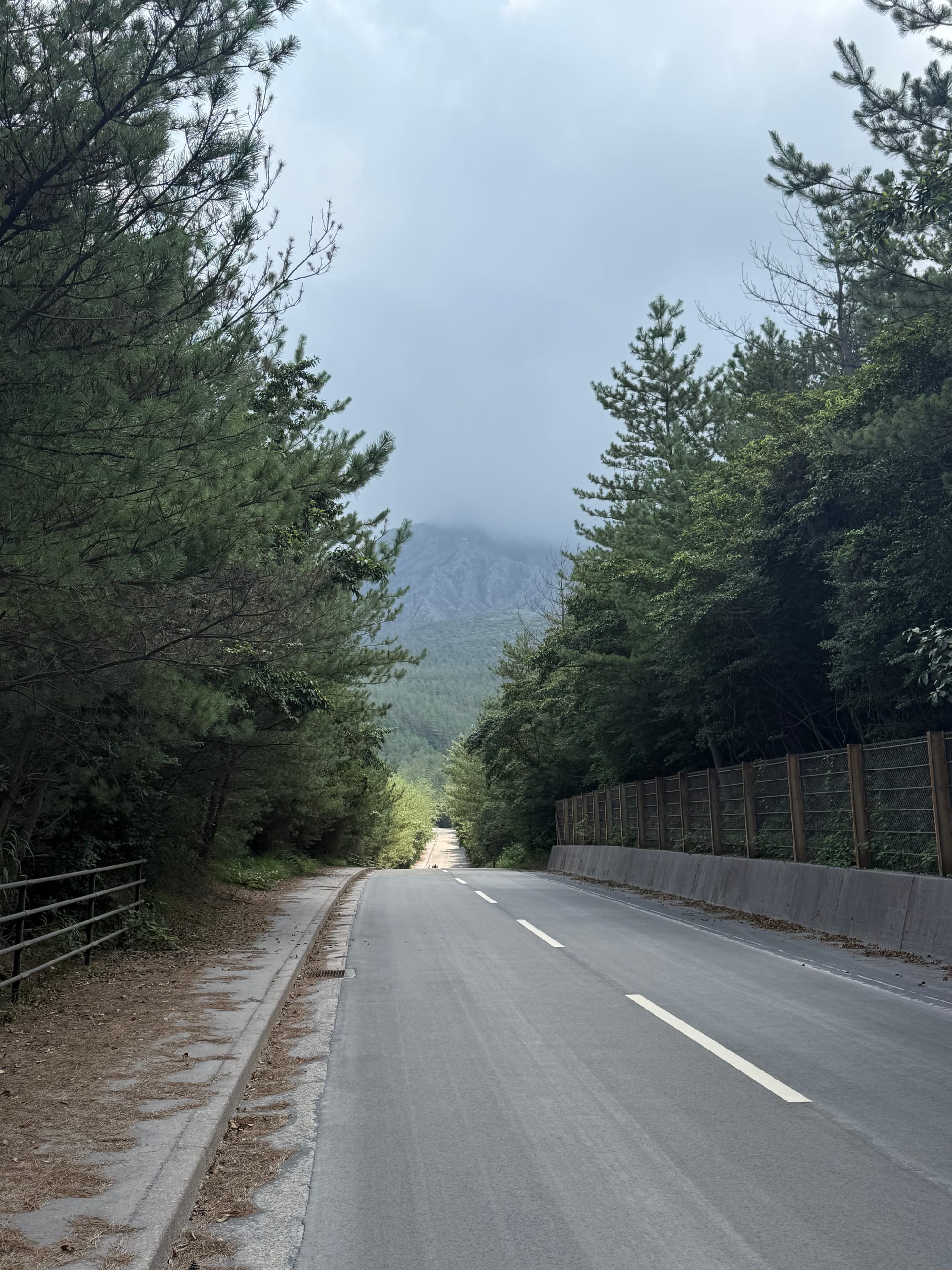 Quiet road on Sakurajima lined with pine trees, leading towards the volcano's lower slopes, with cloud and volcanic haze partially obscuring the summit.