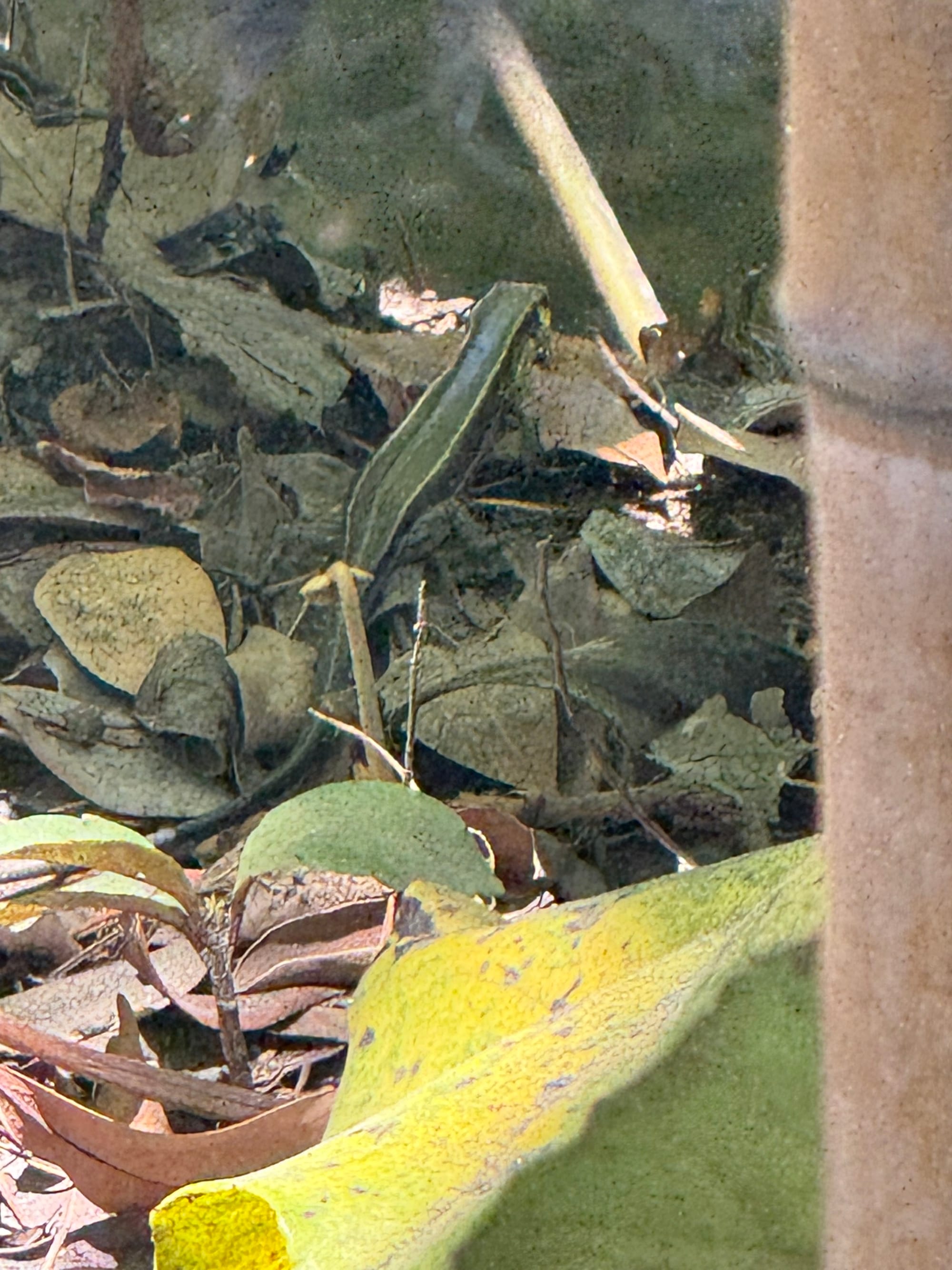 Japanese grass lizard resting among fallen leaves and undergrowth at Sengan-en, its striped body camouflaged against the woodland floor in bright sunlight.