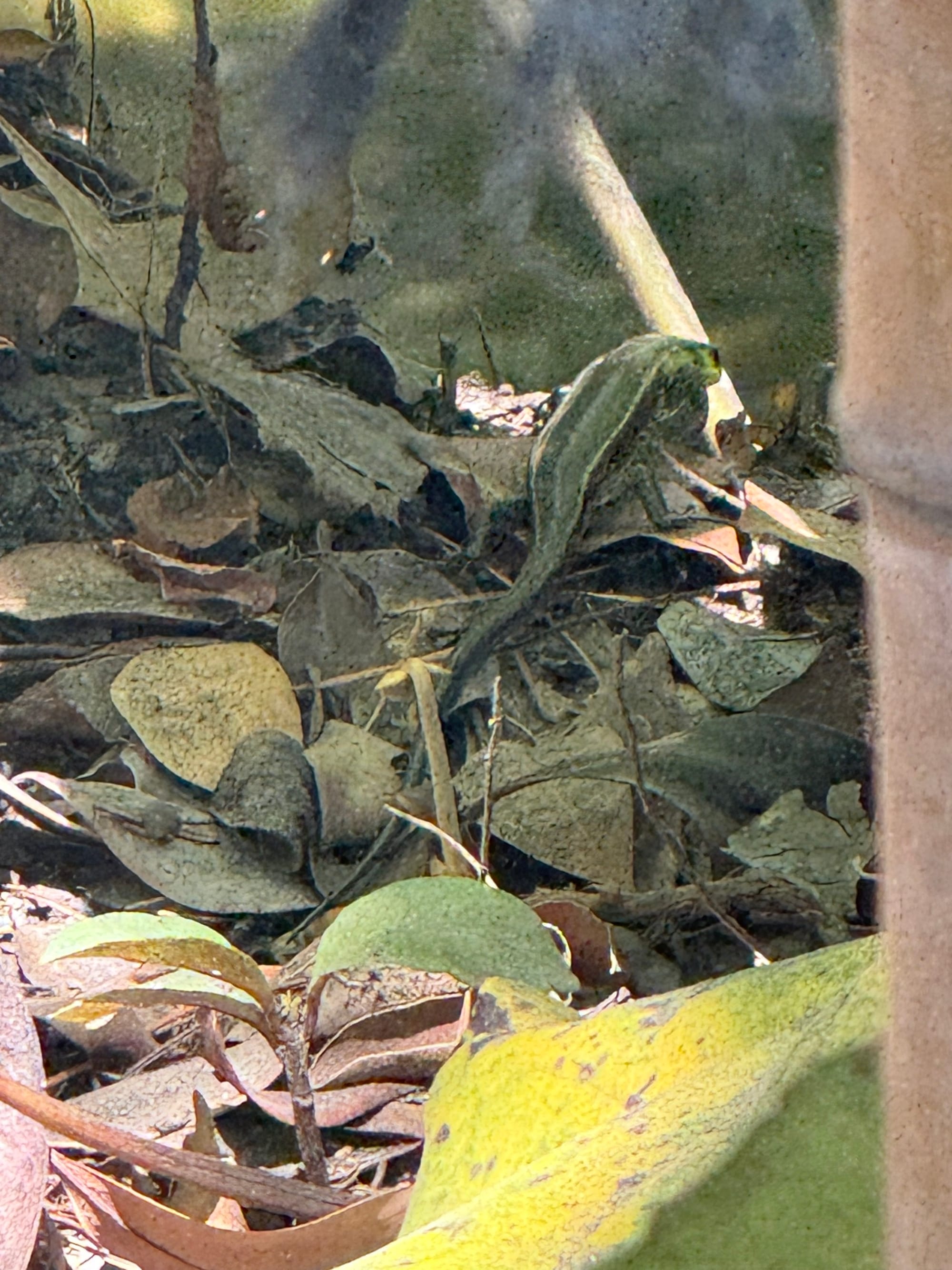 Japanese grass lizard standing alert among fallen leaves and undergrowth at Sengan-en, its striped body and long tail blending into the woodland floor.