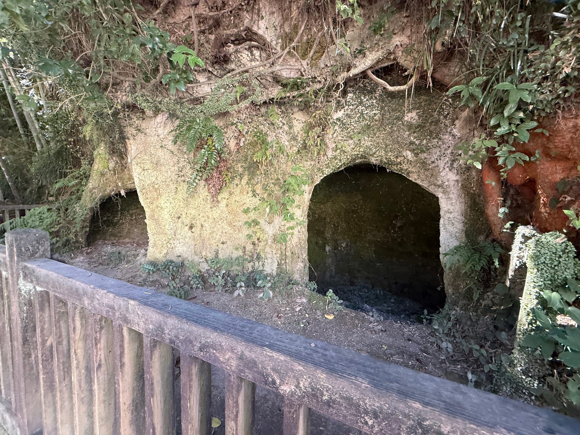 Saigō Cave in Kagoshima, showing two cave openings cut into a hillside beneath tree roots and vegetation, viewed from behind a wooden safety barrier.