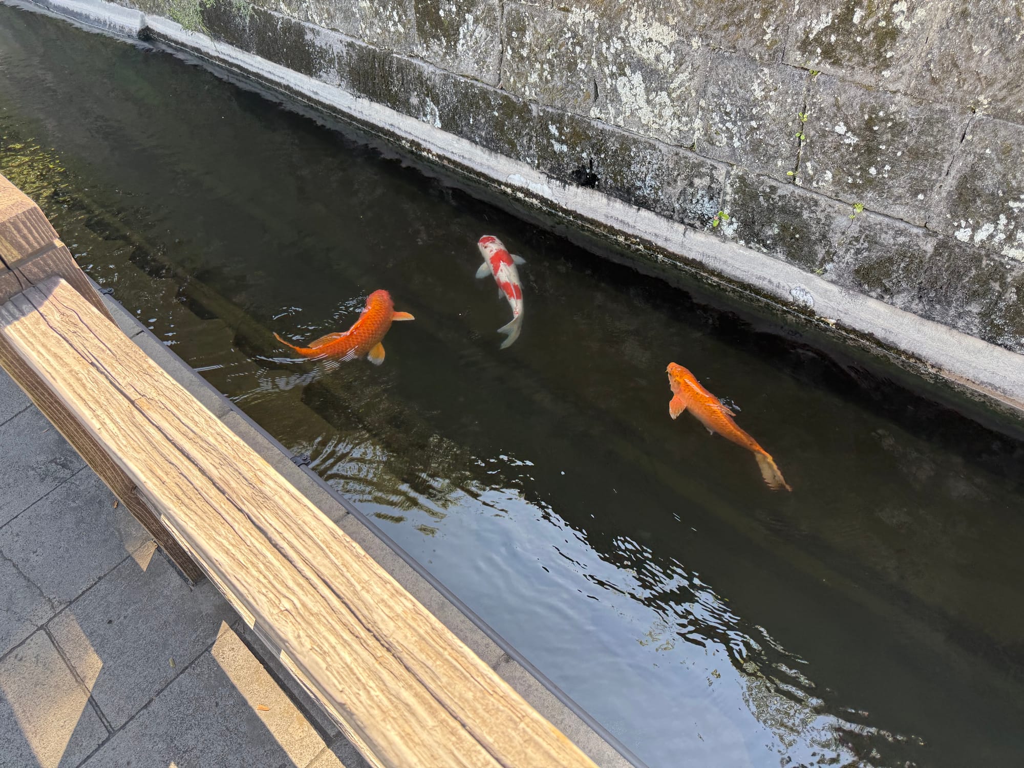 Orange and red-and-white koi carp swim through a canal beside a street in Kagoshima, with clear water flowing between stone embankments and a wooden railing.