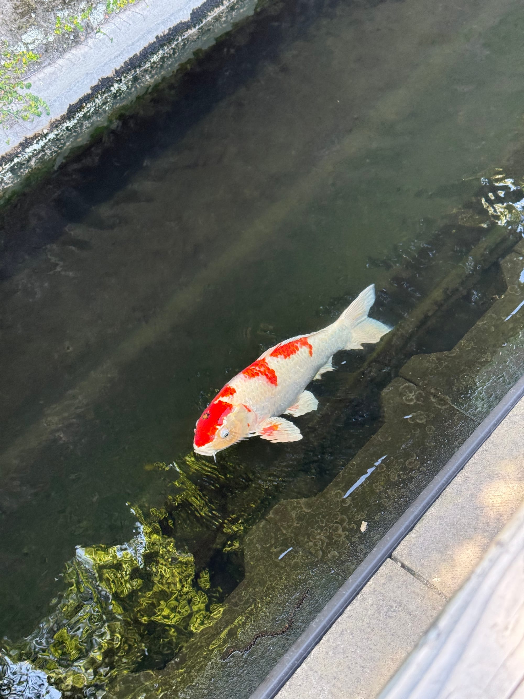 Red-and-white koi carp swimming in a canal beside a street in Kagoshima, with clear water reflecting nearby trees and the surrounding urban landscape.