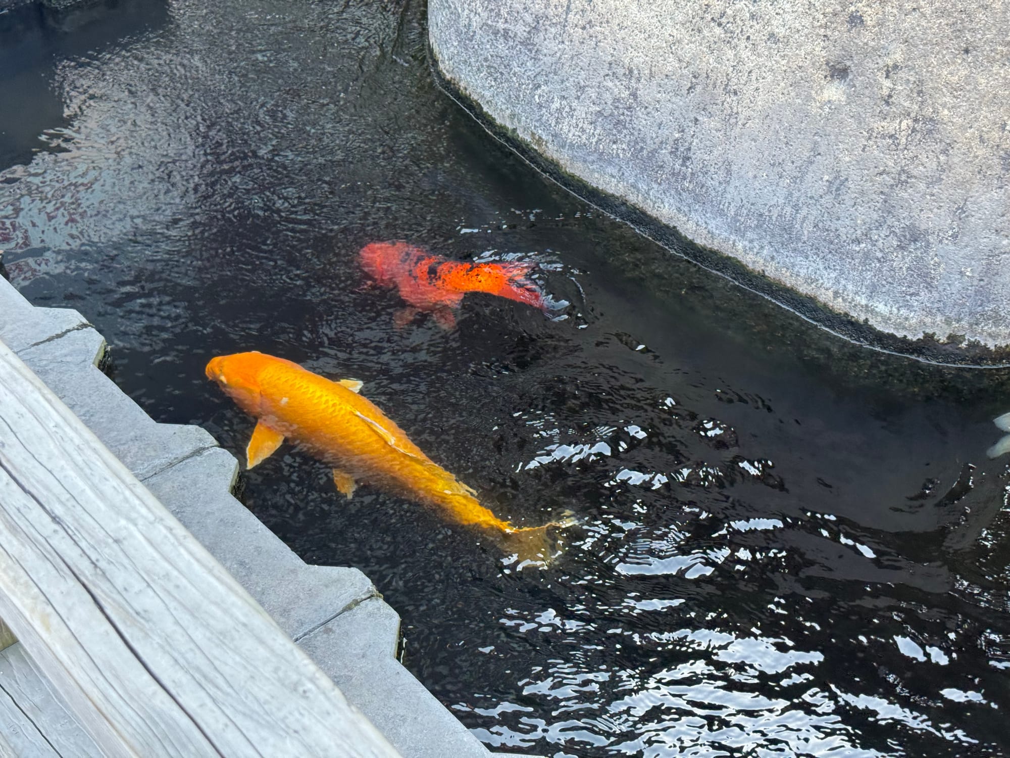 Golden and orange koi carp swim through a canal beside a street in Kagoshima, with dark clear water flowing between stone embankments and a wooden railing.