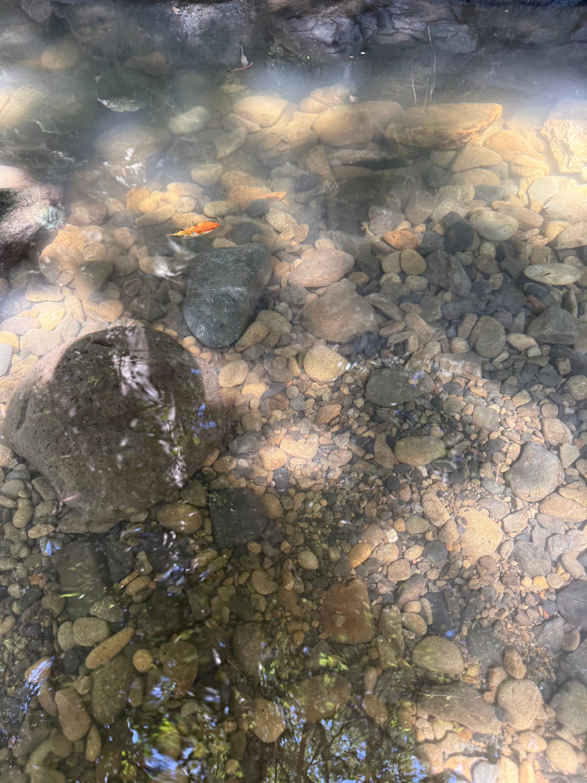 Clear stream in Jigenji Park with rounded stones visible beneath the water, while a small orange fish swims above the rocky riverbed in dappled sunlight.