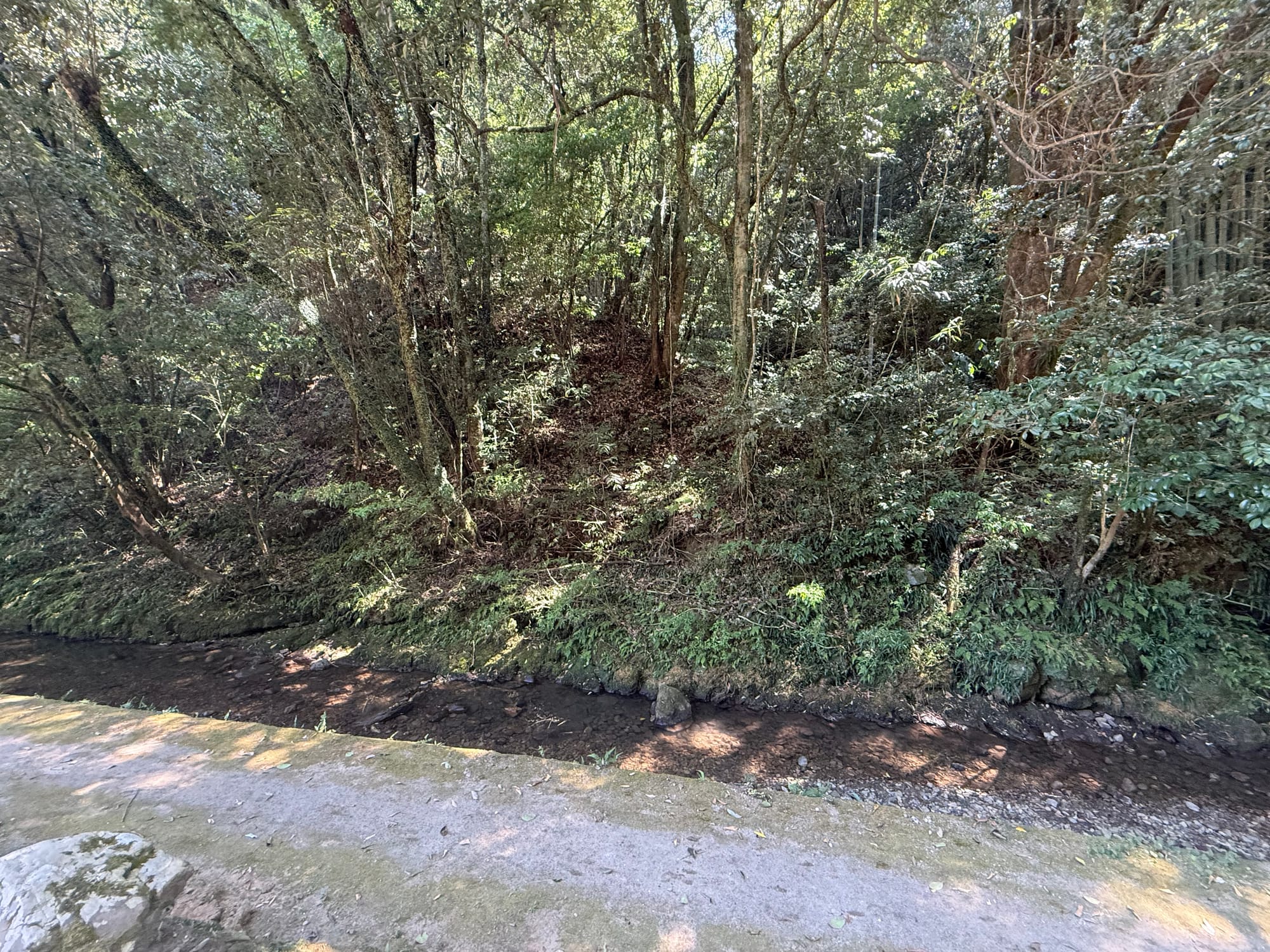 Wooded stream in Jigenji Park, with clear water flowing beside a forested bank covered in ferns, moss and mature trees beneath dappled summer sunlight.
