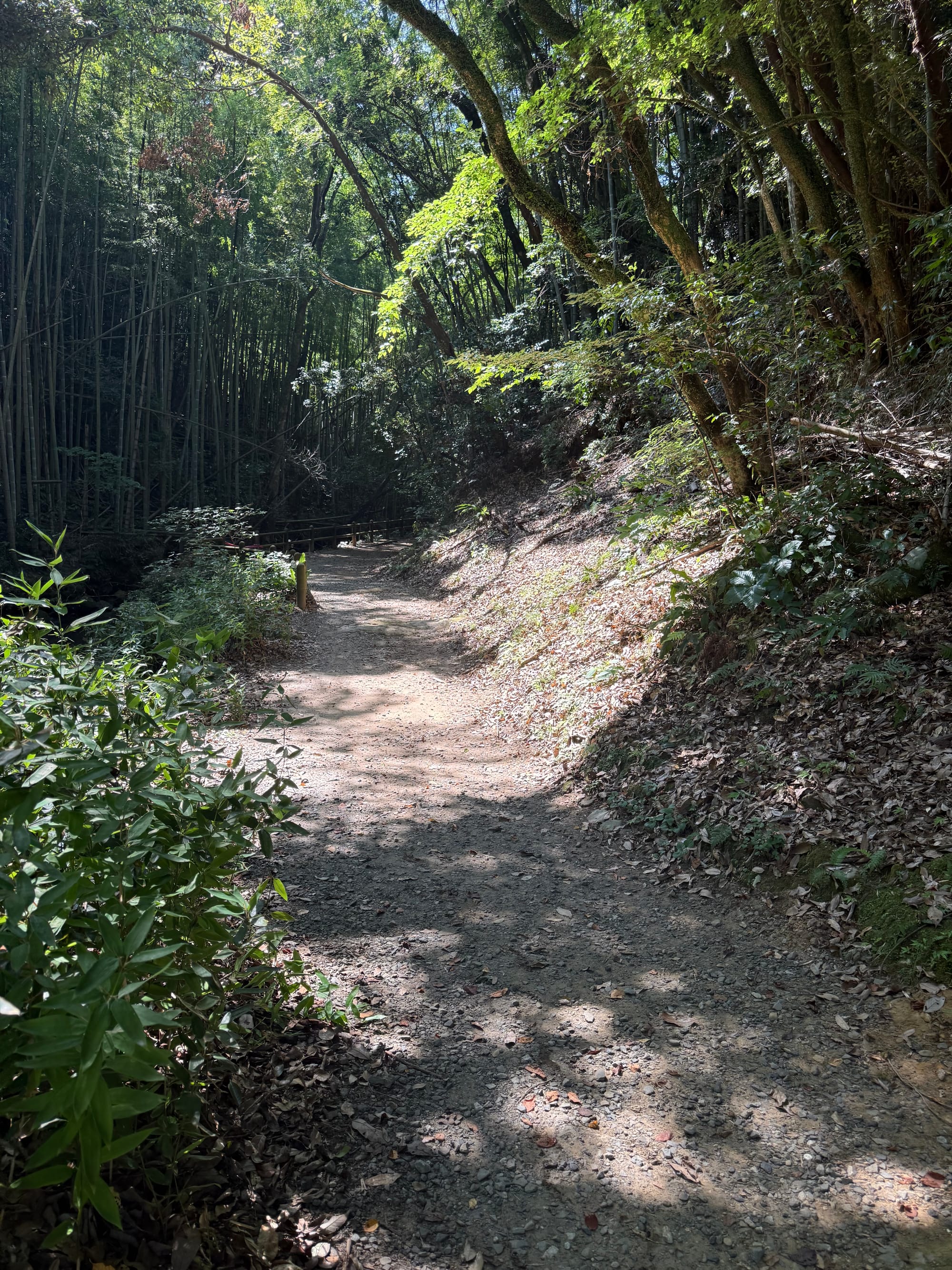 Woodland trail through Jigenji Park, winding between dense bamboo groves and mature trees, with sunlight filtering through the canopy onto the forest path.