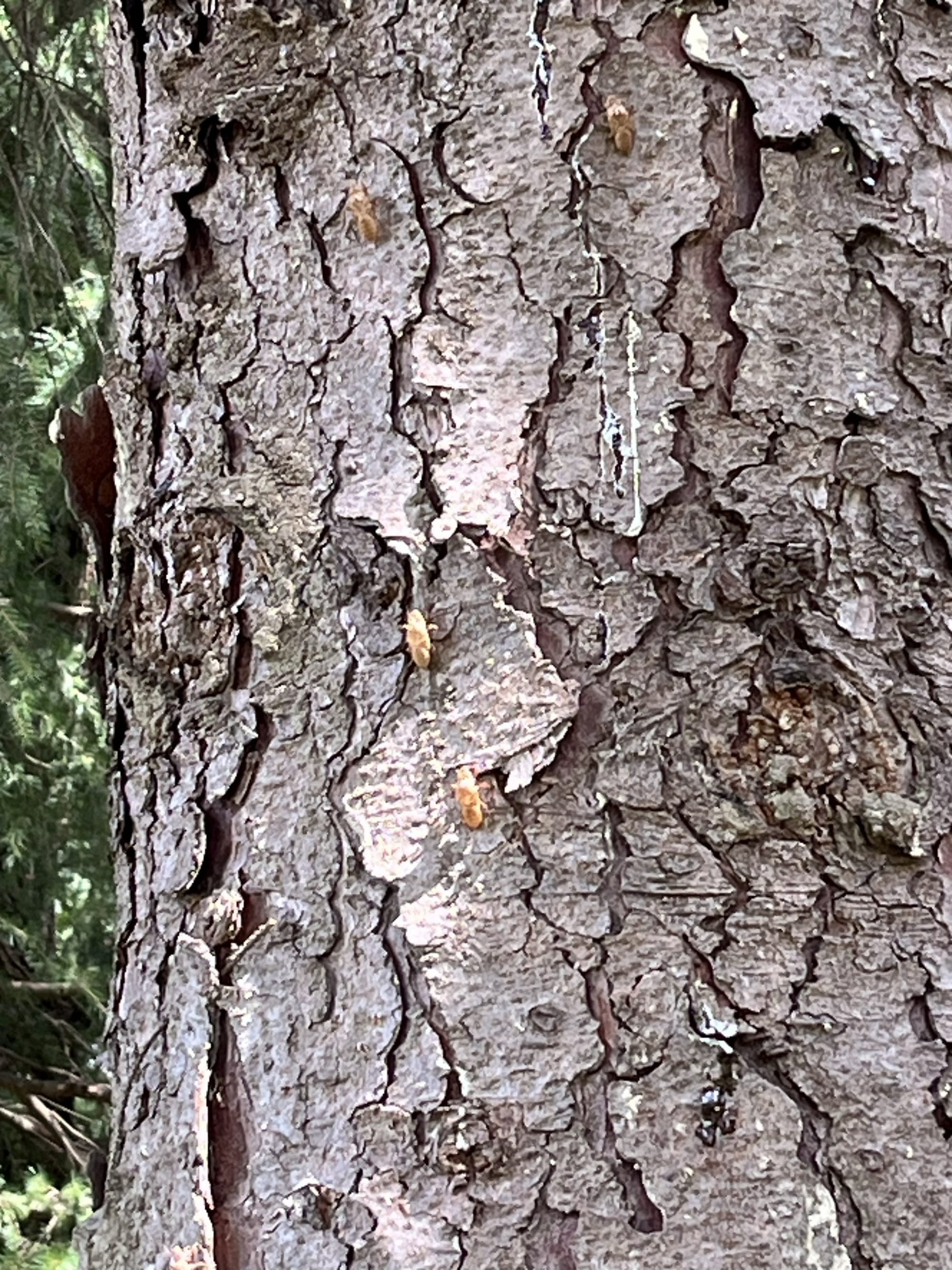 Close-up of a pine tree trunk at the Hirosaki Castle Botanical Gardens, with several cicadas clinging to the deeply textured bark and blending into their surroundings.