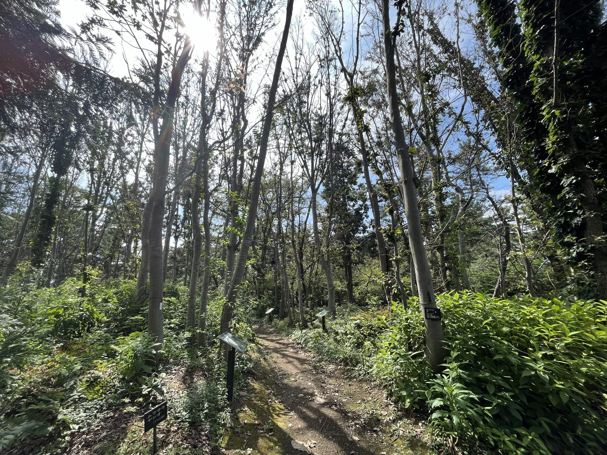 Woodland path through the Hirosaki Castle Botanical Gardens, surrounded by mature trees, native plants and information signs, with sunlight filtering through the canopy.