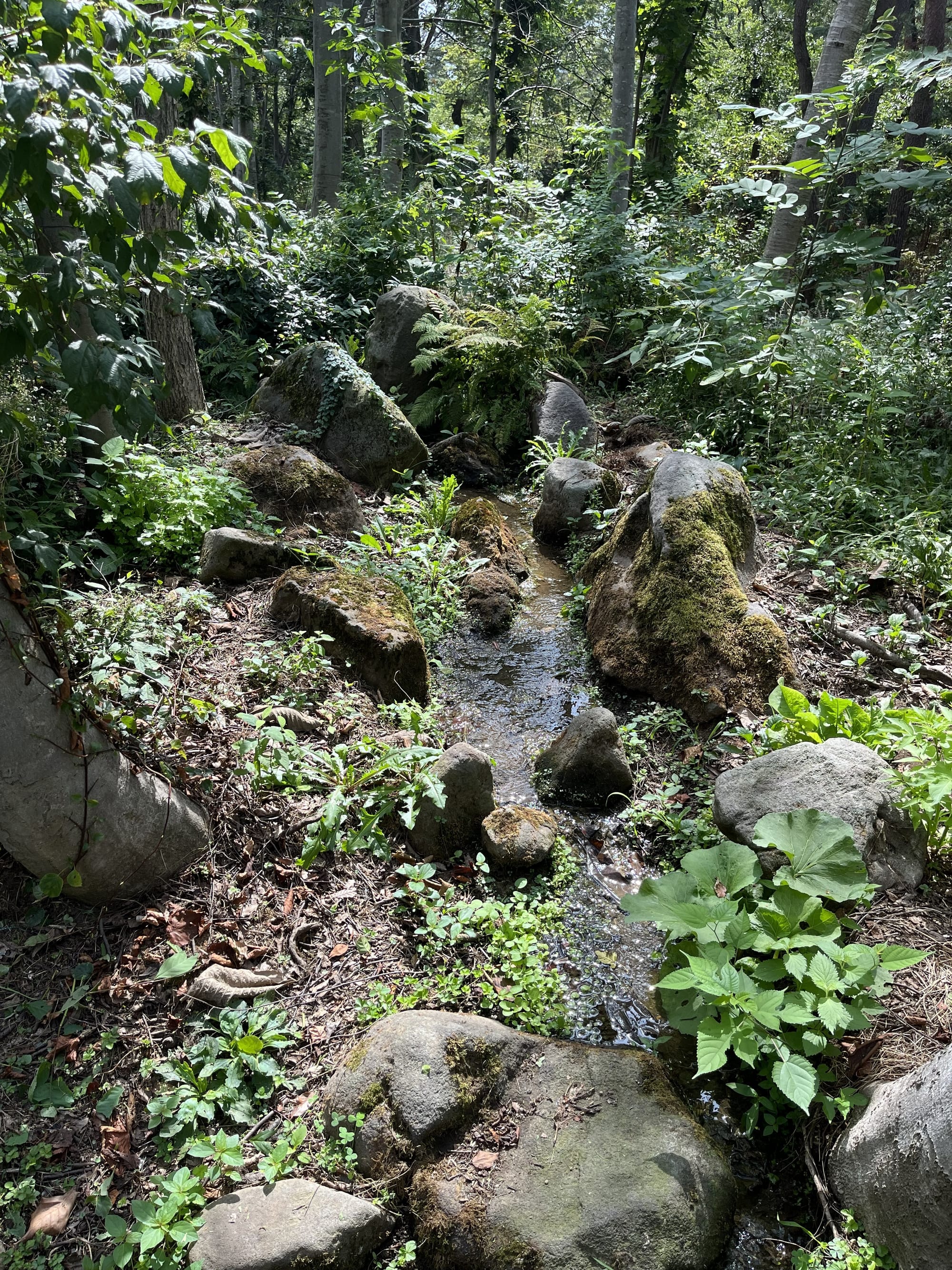 Small stream winding through the Hirosaki Castle Botanical Gardens, bordered by moss-covered rocks, ferns and woodland plants beneath a canopy of mature trees.