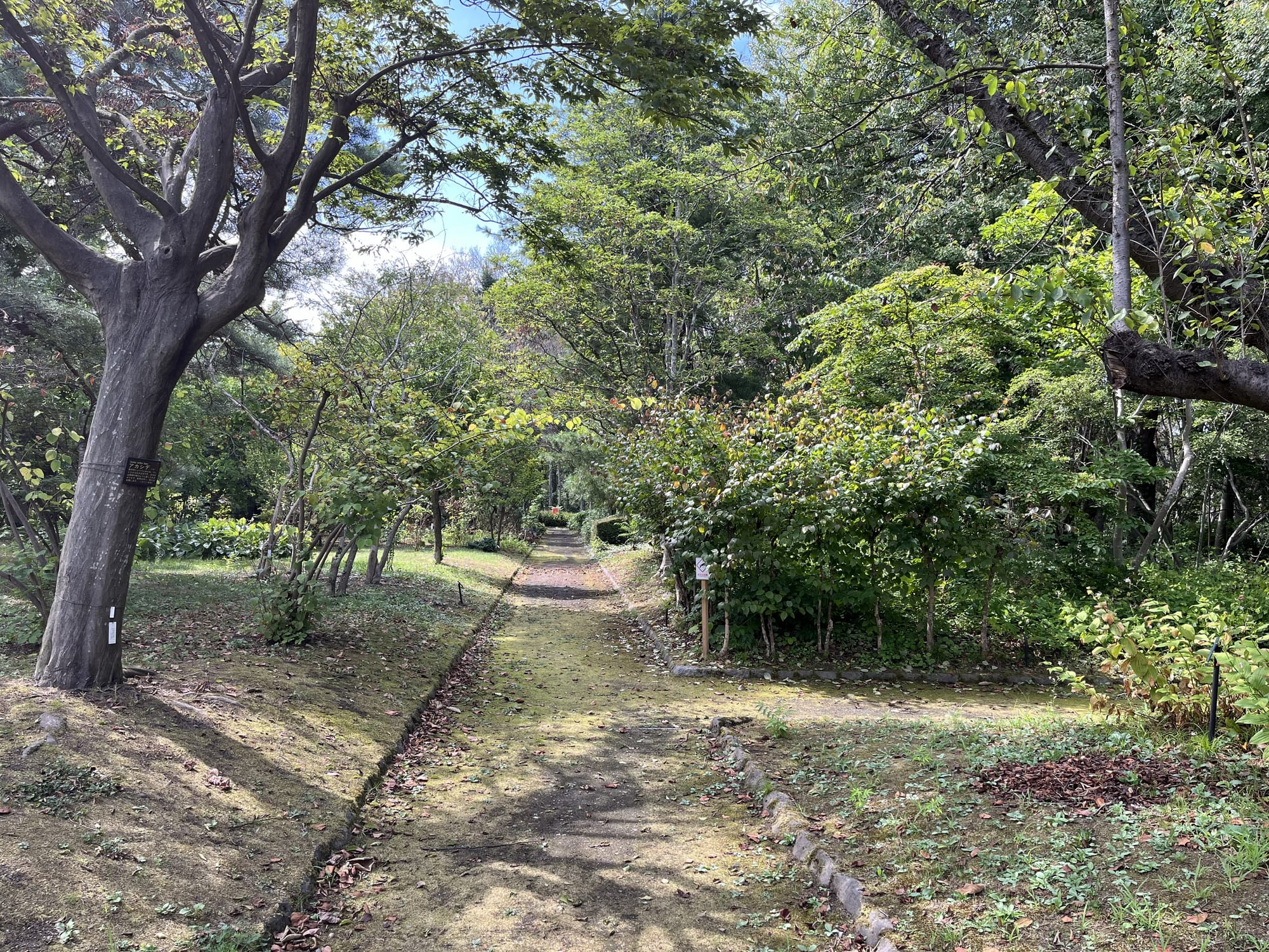 Tree-lined path through the Hirosaki Castle Botanical Gardens, bordered by shrubs and mature trees, with dappled sunlight illuminating the peaceful garden landscape.