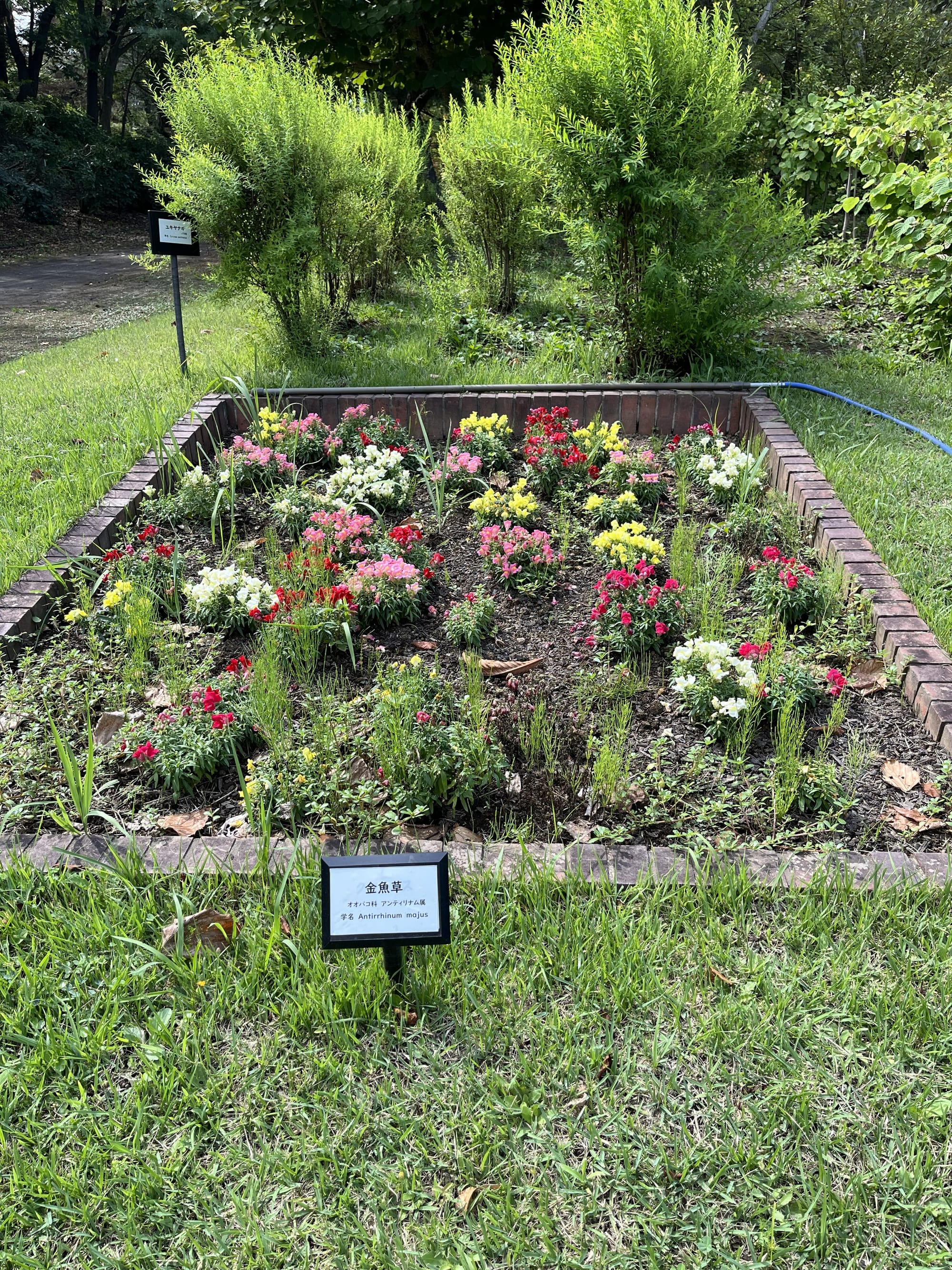Colourful flower bed of snapdragons in the Hirosaki Castle Botanical Gardens, featuring red, pink, yellow and white blooms bordered by low brick edging.