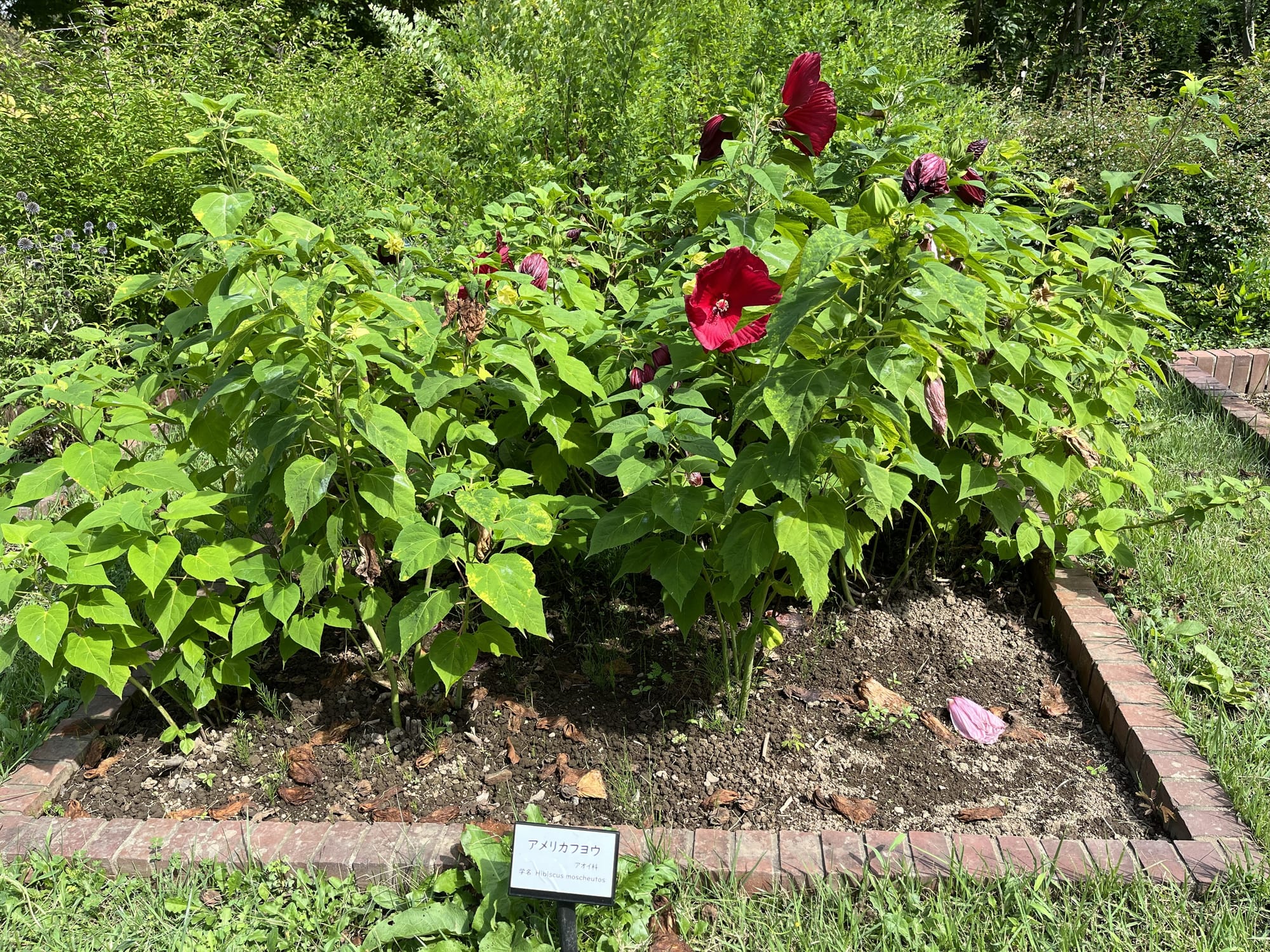 Large red hibiscus flowers bloom in a garden bed at the Hirosaki Castle Botanical Gardens, surrounded by dense green foliage and bordered by low brick edging.
