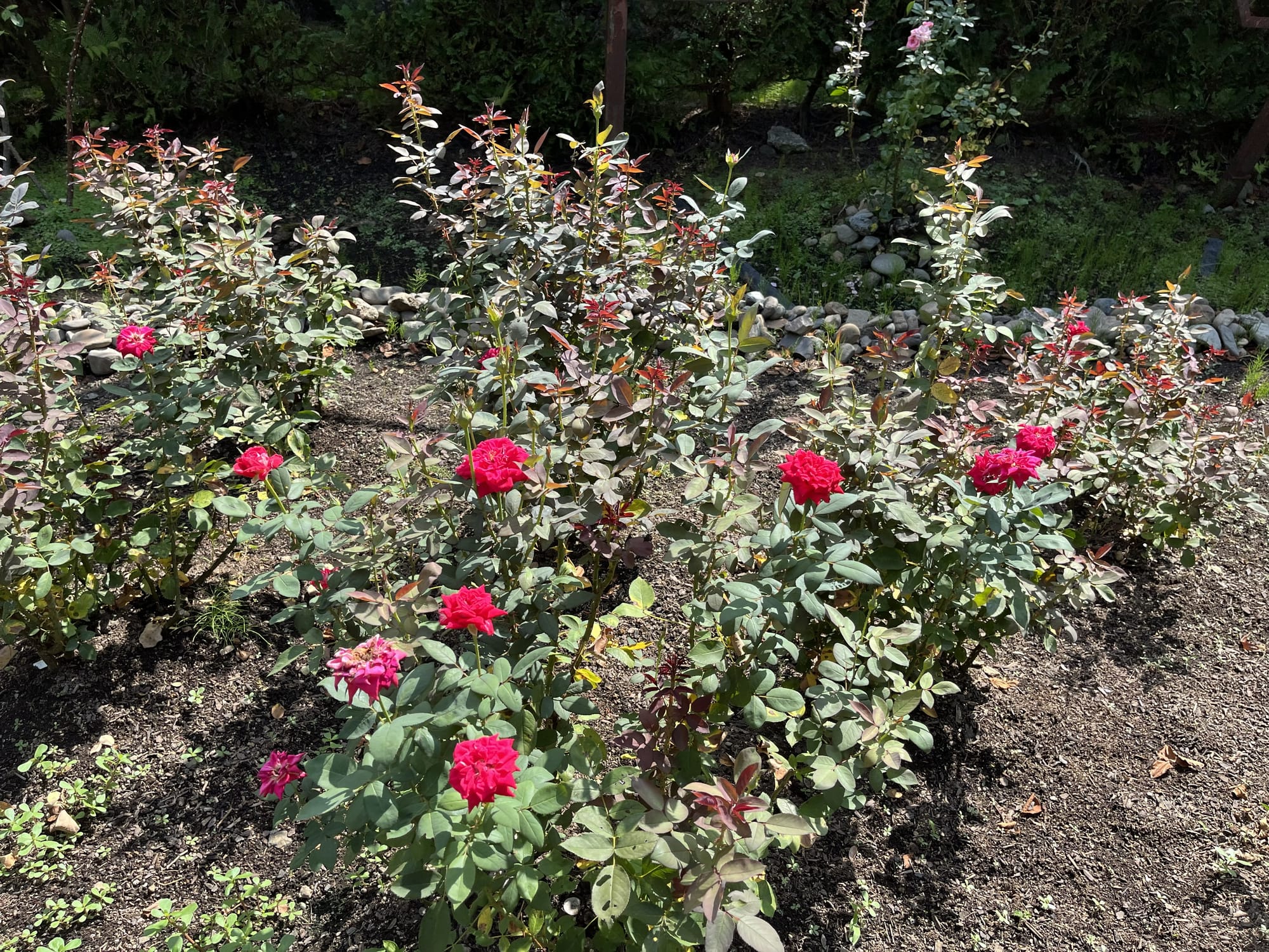 Red roses bloom in a rose garden at the Hirosaki Castle Botanical Gardens, with neatly arranged flower beds and green foliage illuminated by bright sunshine.