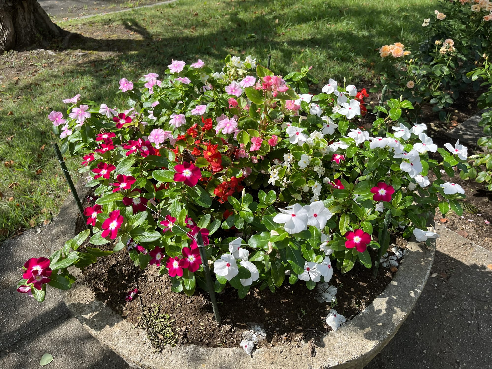 Colourful flower display at the Hirosaki Castle Botanical Gardens, featuring pink, white and red blooms arranged in a circular stone planter on a sunny day.