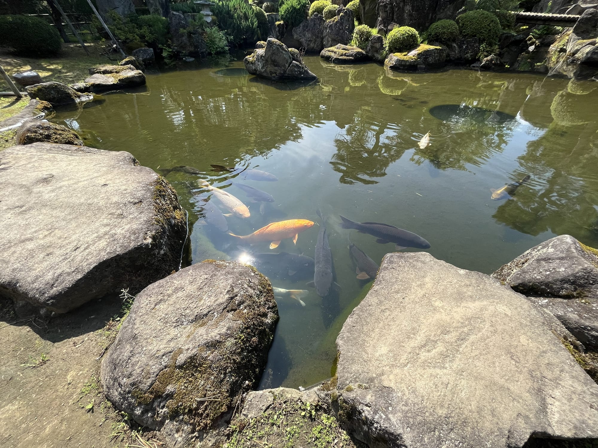 Koi carp swim in a pond within a traditional Japanese garden at Hirosaki Castle, surrounded by large rocks, manicured shrubs and reflections on the water.