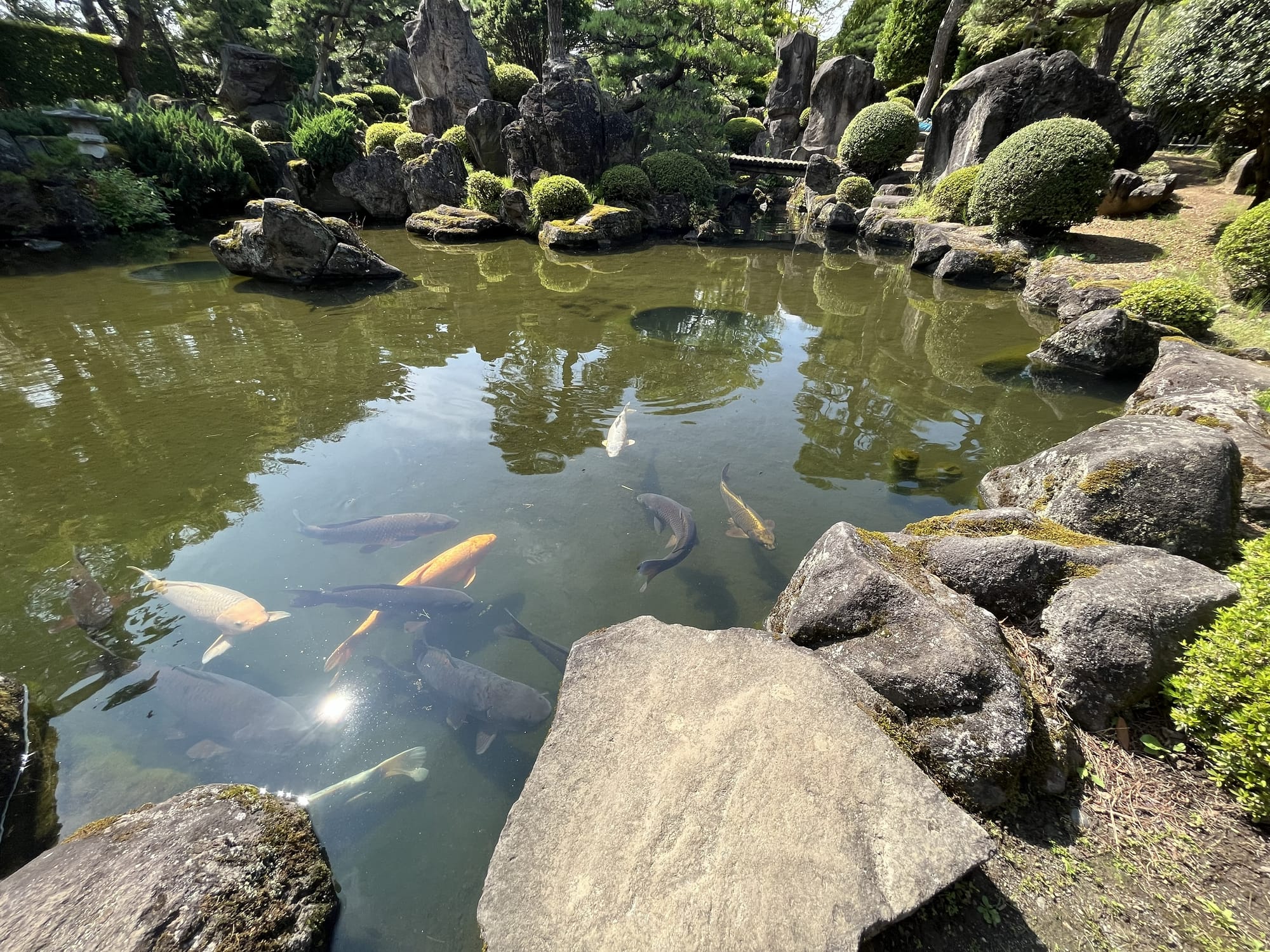 Koi carp swim among reflections in a pond within a traditional Japanese garden at Hirosaki Castle, surrounded by large rocks, sculpted shrubs and stone features.