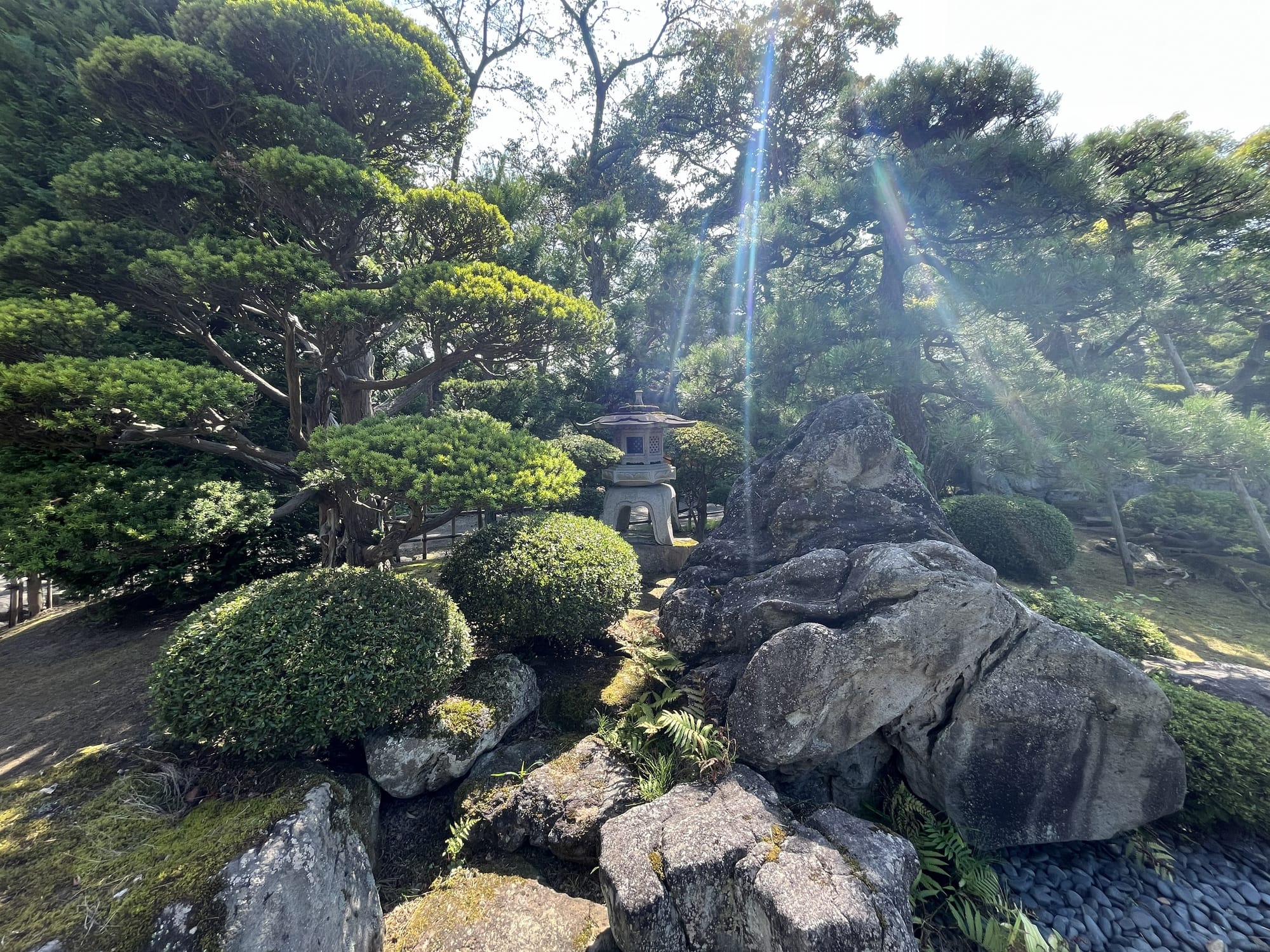 Traditional Japanese garden at Hirosaki Castle featuring sculpted pine trees, carefully arranged rocks, a stone lantern and sunlit greenery beneath a clear blue sky.