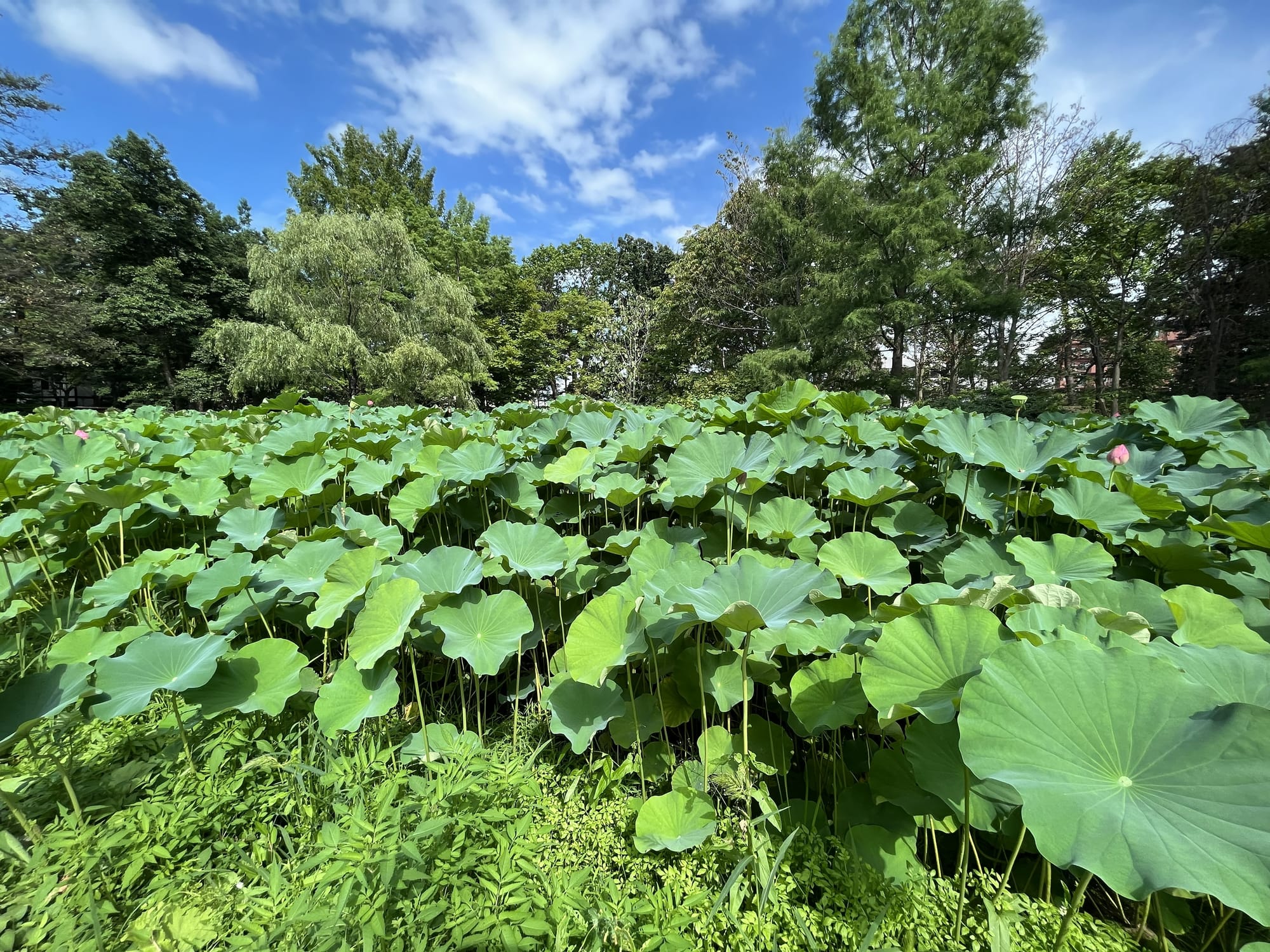 Large lotus pond at the Hirosaki Castle Botanical Gardens, filled with broad green leaves and scattered pink blooms beneath a bright blue summer sky.