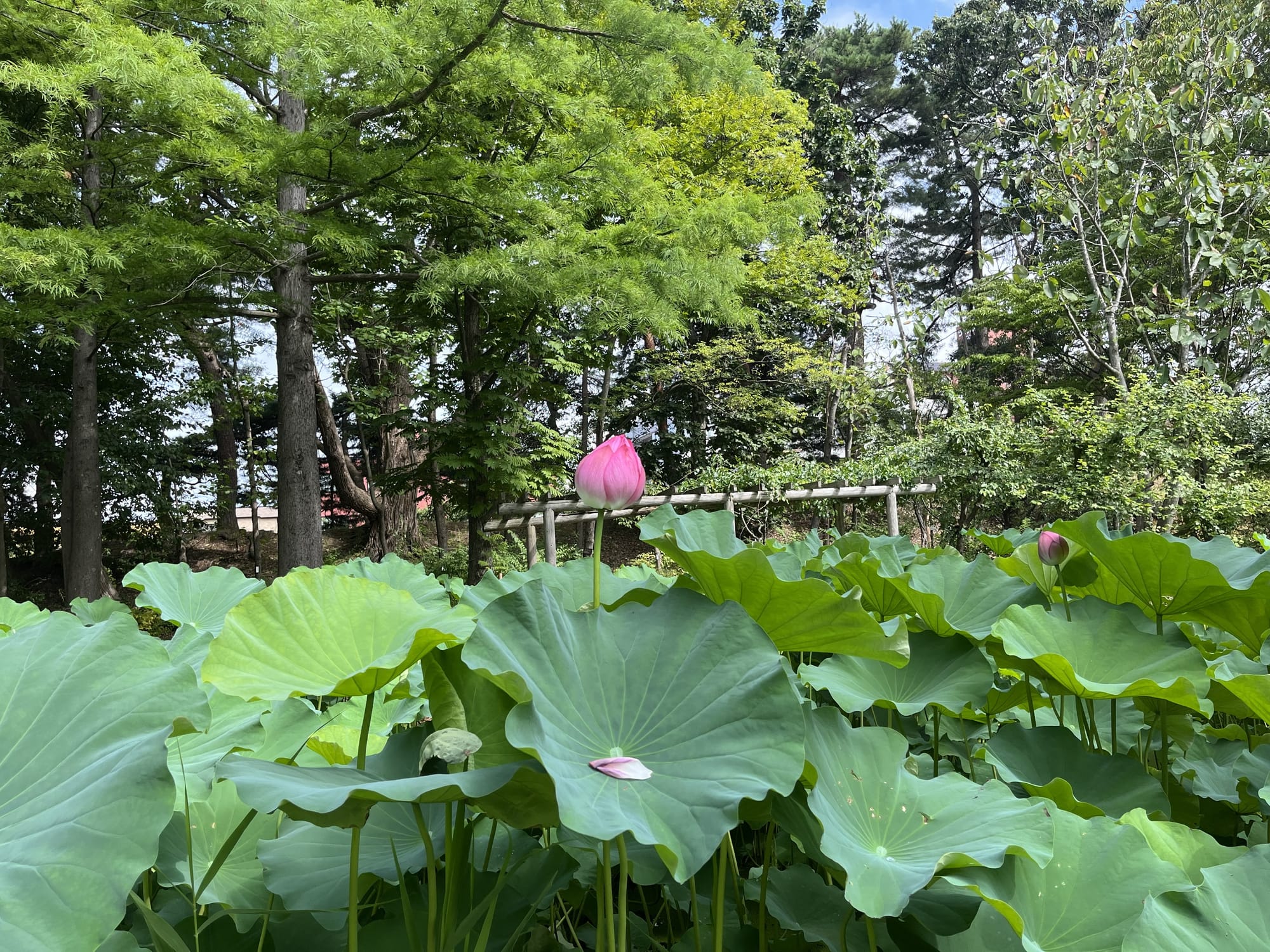 Pink lotus flowers and broad green leaves fill a pond at the Hirosaki Castle Botanical Gardens, surrounded by trees and garden features on a bright summer day.