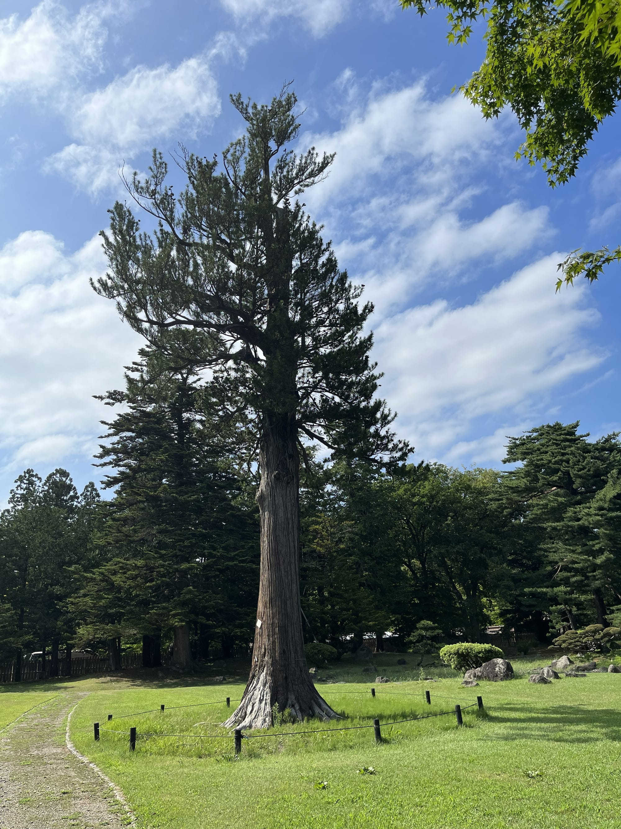 Tall conifer tree standing on a lawn within the grounds of Hirosaki Castle, surrounded by mature trees and historic gardens beneath a bright blue sky.