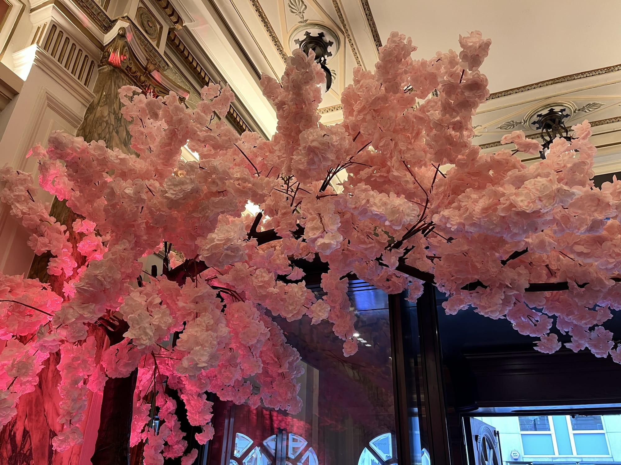 Copilot said:  Alt text:  Decorative cherry blossom display inside the London Coliseum, featuring large branches covered in pink blossoms illuminated by soft pink lighting beneath the theatre's ornate interior architecture.