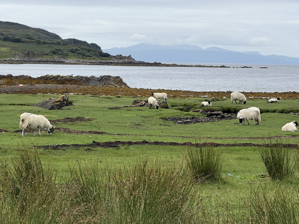 Sheep grazing beside the coast on the Isle of Skye.