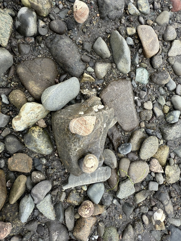 Seashells balanced on stones on the beach at Glen Brittle.