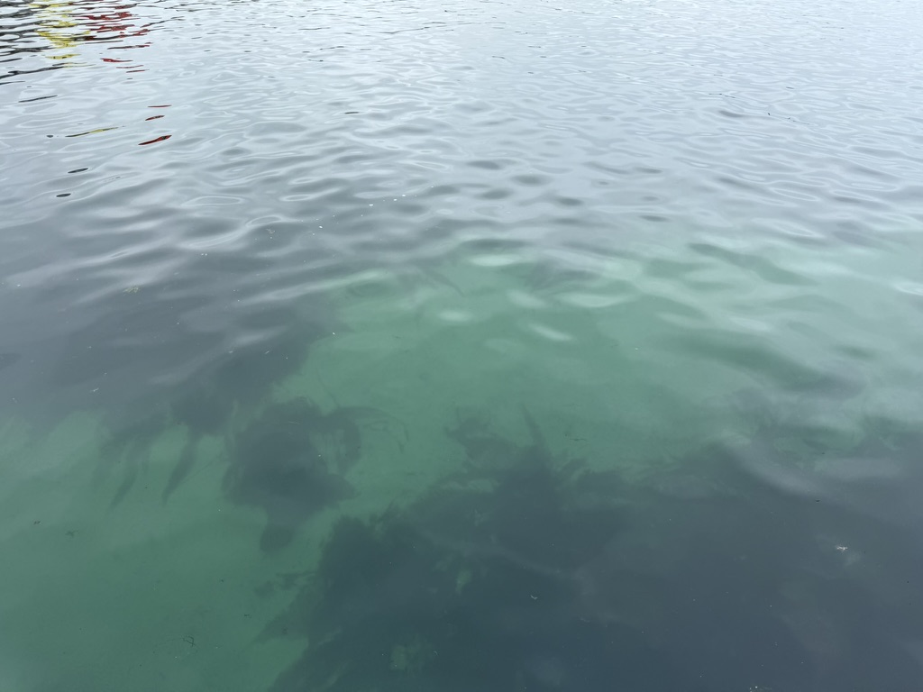 Clear harbour water revealing seaweed below the surface at John O' Groats.
