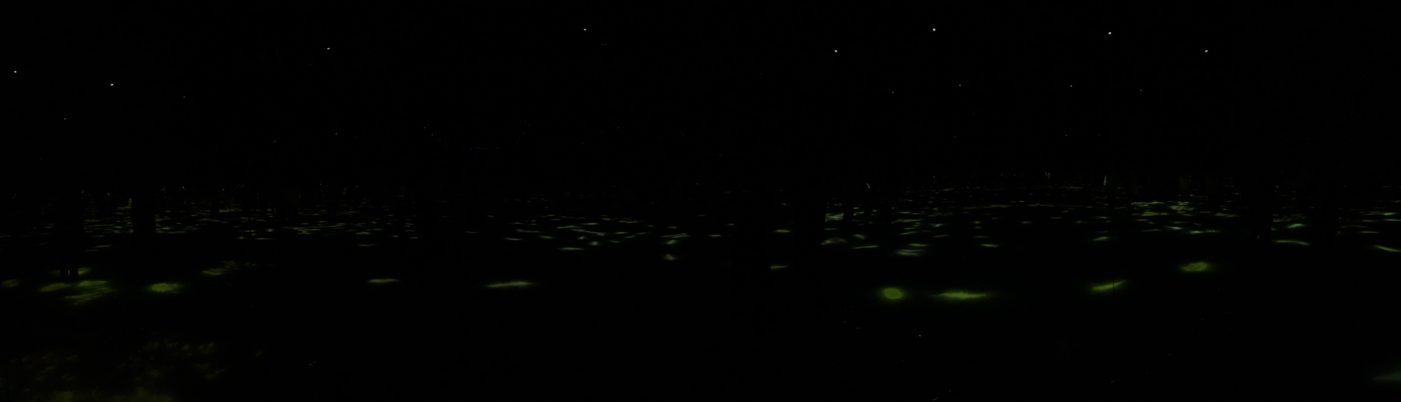 Darkened TeamLab Planets installation featuring glowing koi-like lights moving across a reflective water surface, creating an immersive and ever-changing digital artwork.