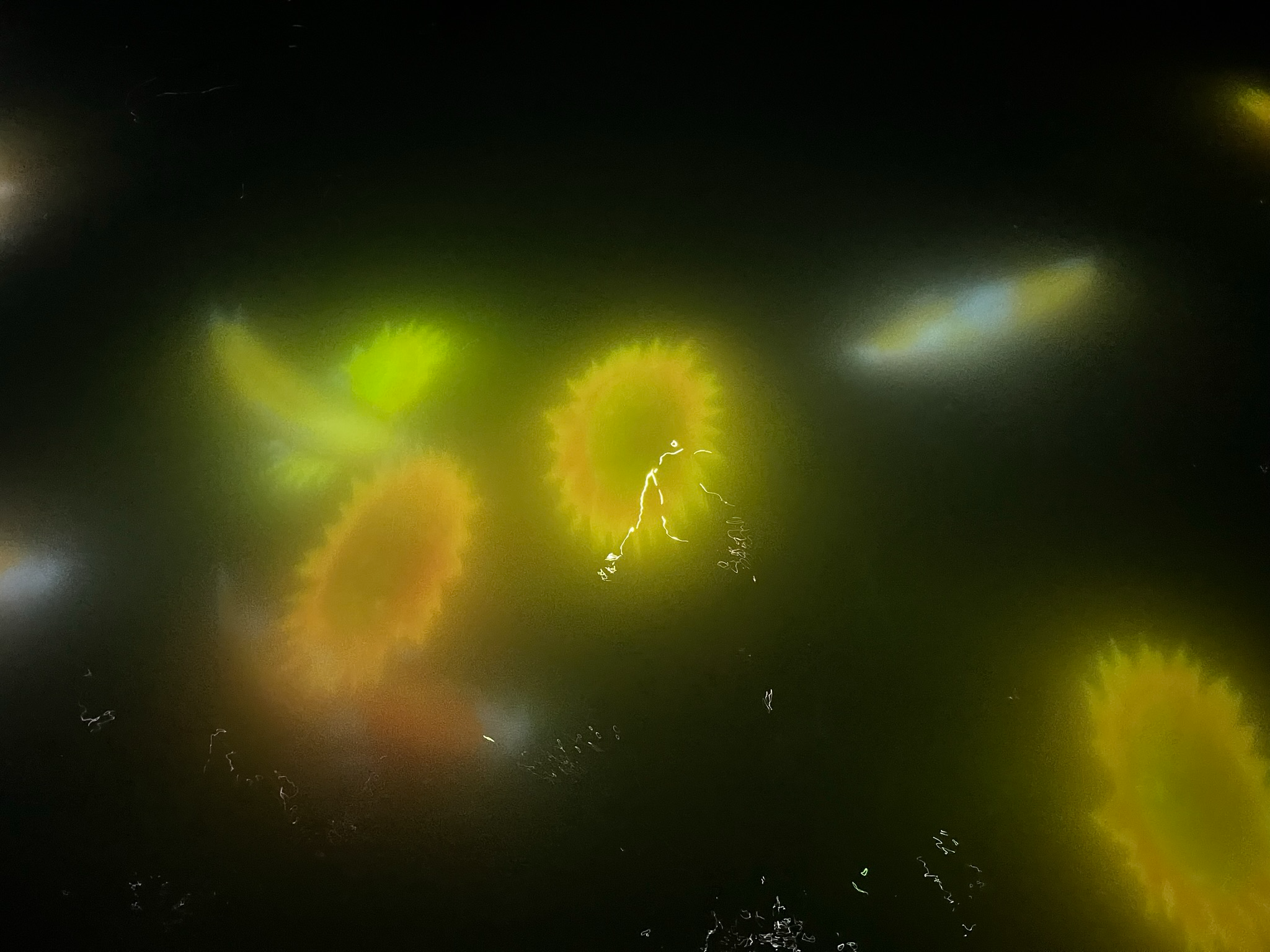 Close-up of glowing digital koi swimming through dark water in a TeamLab Planets installation, with yellow, green and orange light trails creating an immersive interactive artwork.