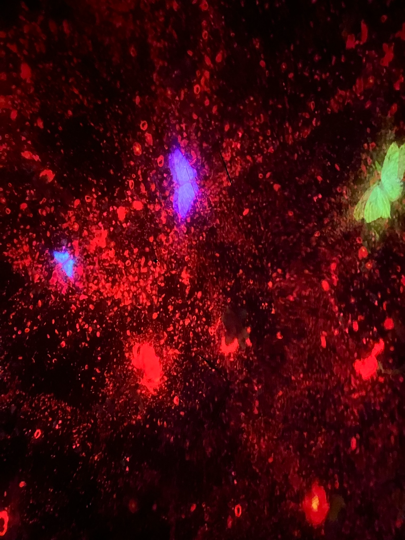 Colourful digital flowers and butterflies fill a dark immersive space at TeamLab Planets Tokyo, creating a vibrant projection of constantly changing floral artwork.
