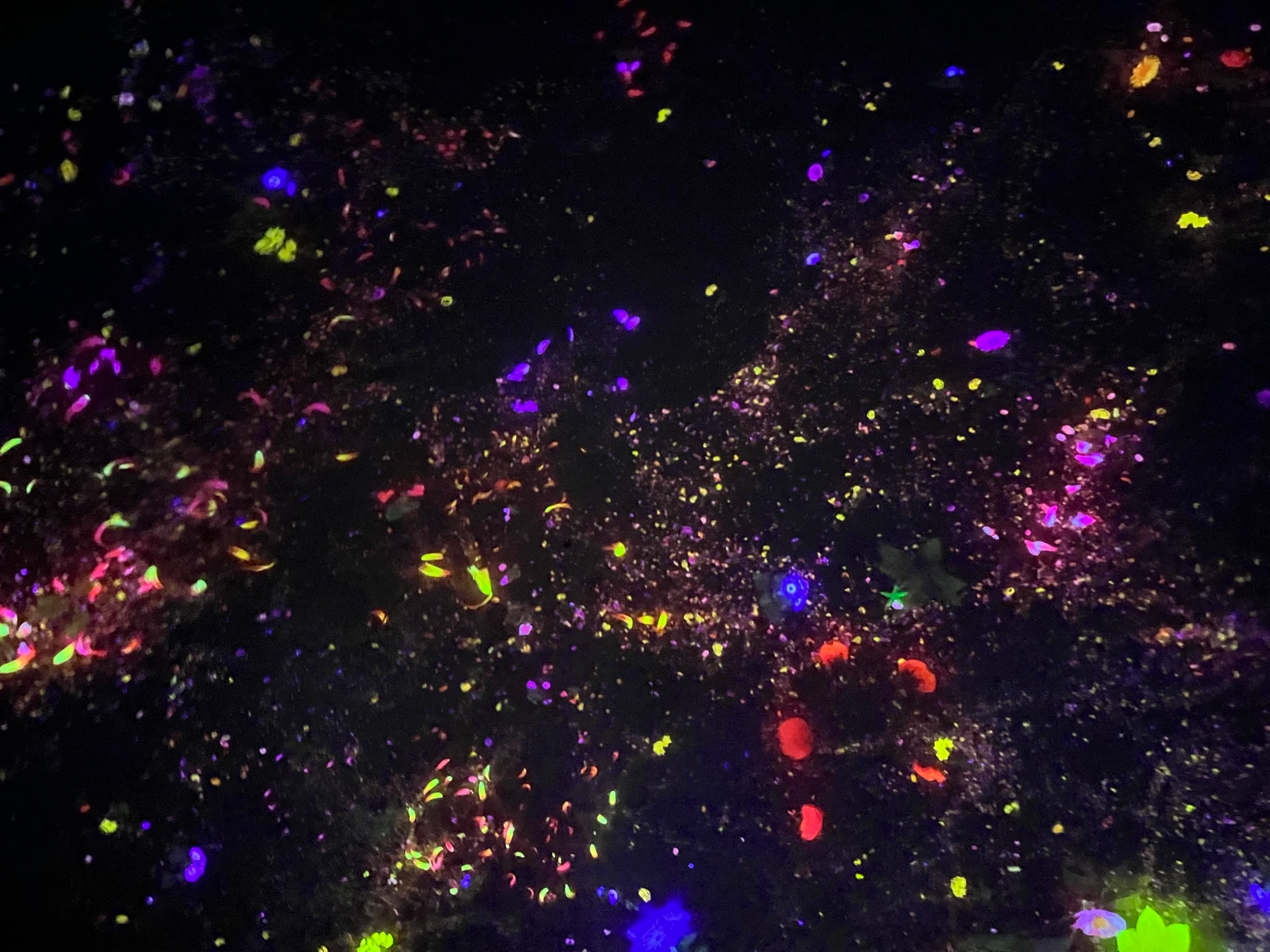 Colourful digital flowers, petals and butterflies fill a dark immersive space at TeamLab Planets Tokyo, creating a vibrant projection that changes and flows around visitors.