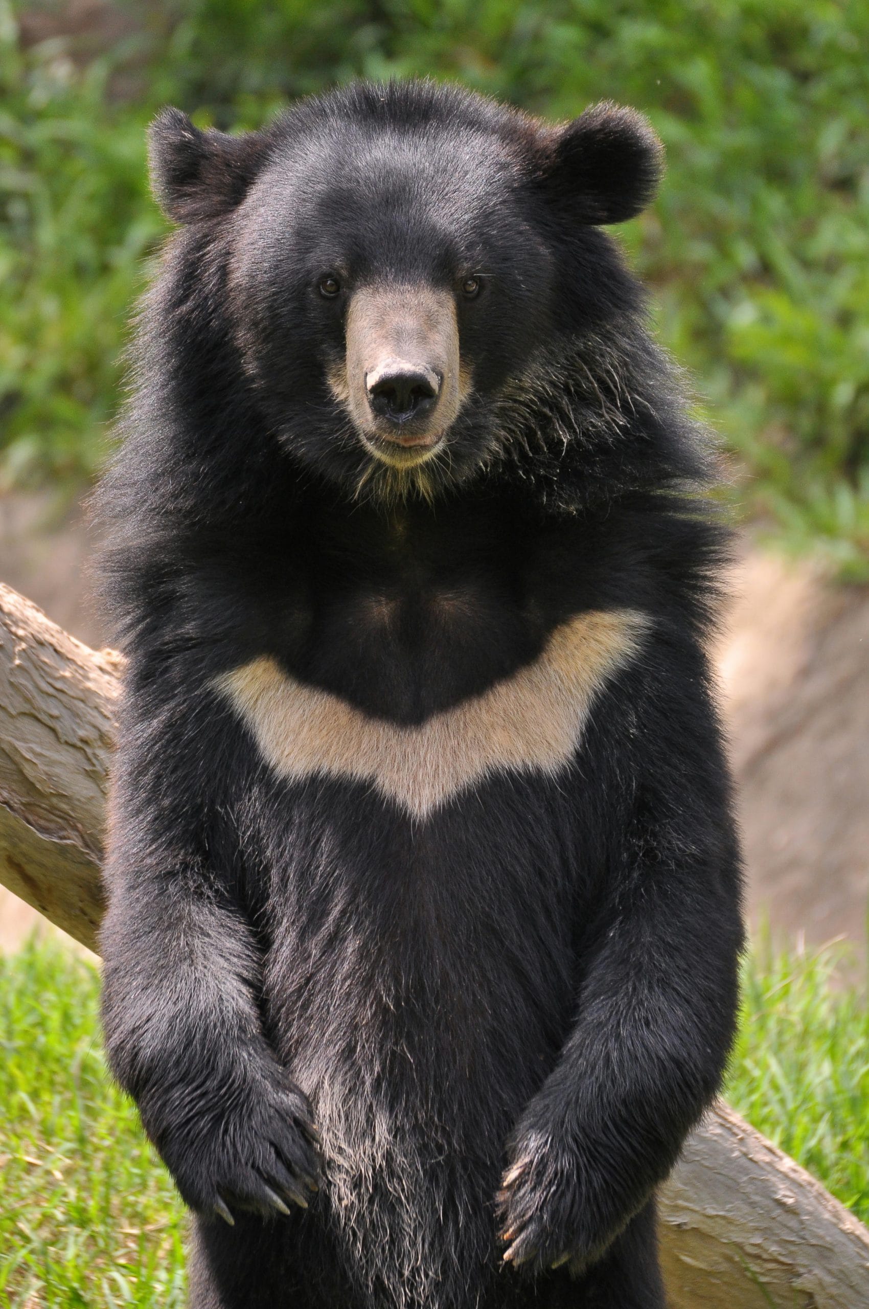 Asian black bear standing upright on grass beside a tree.
