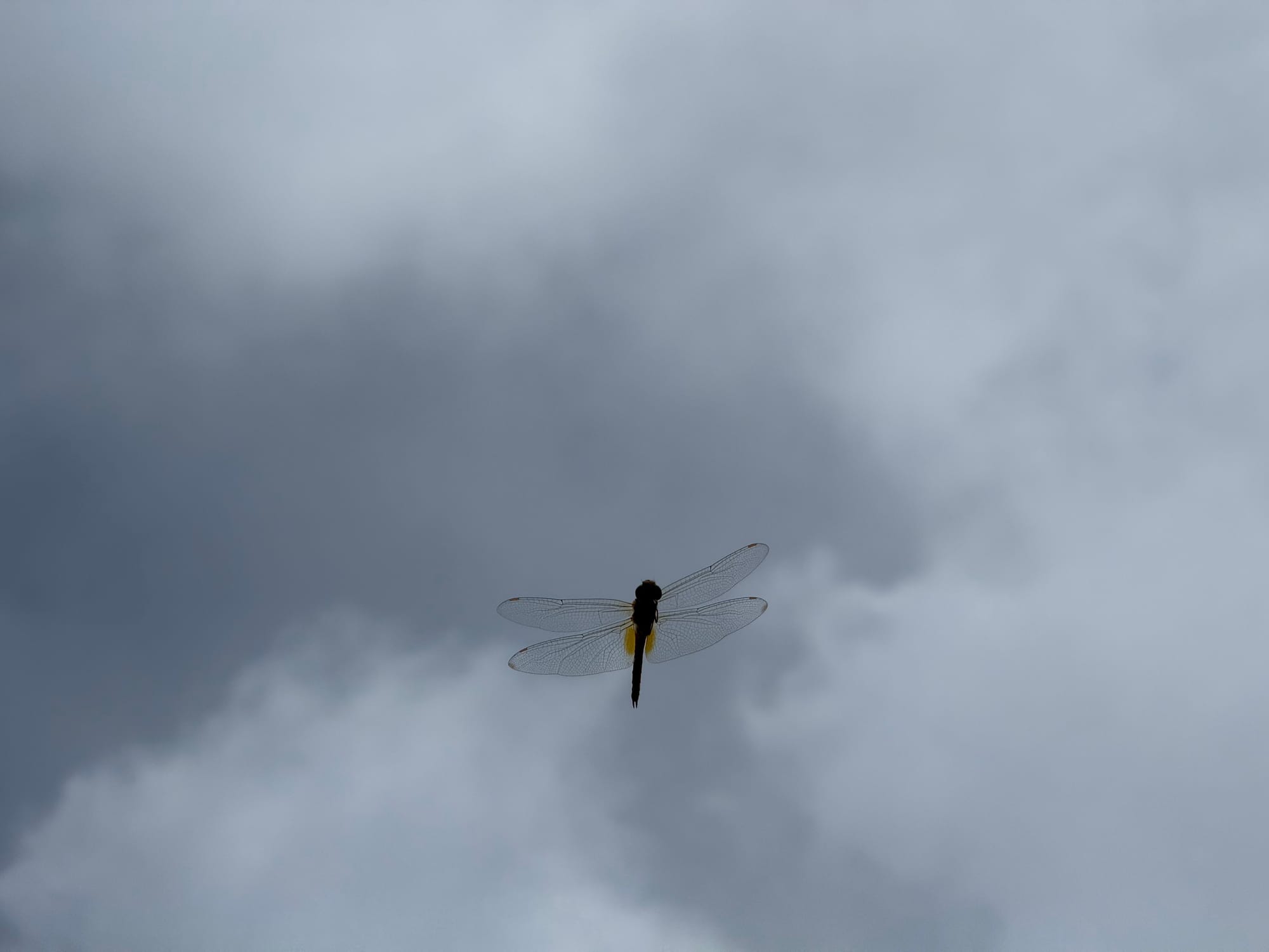 Dragonfly in flight against a cloudy sky on Mount Tsurumi, with delicate transparent wings illuminated by sunlight as it hovers above the mountain summit.