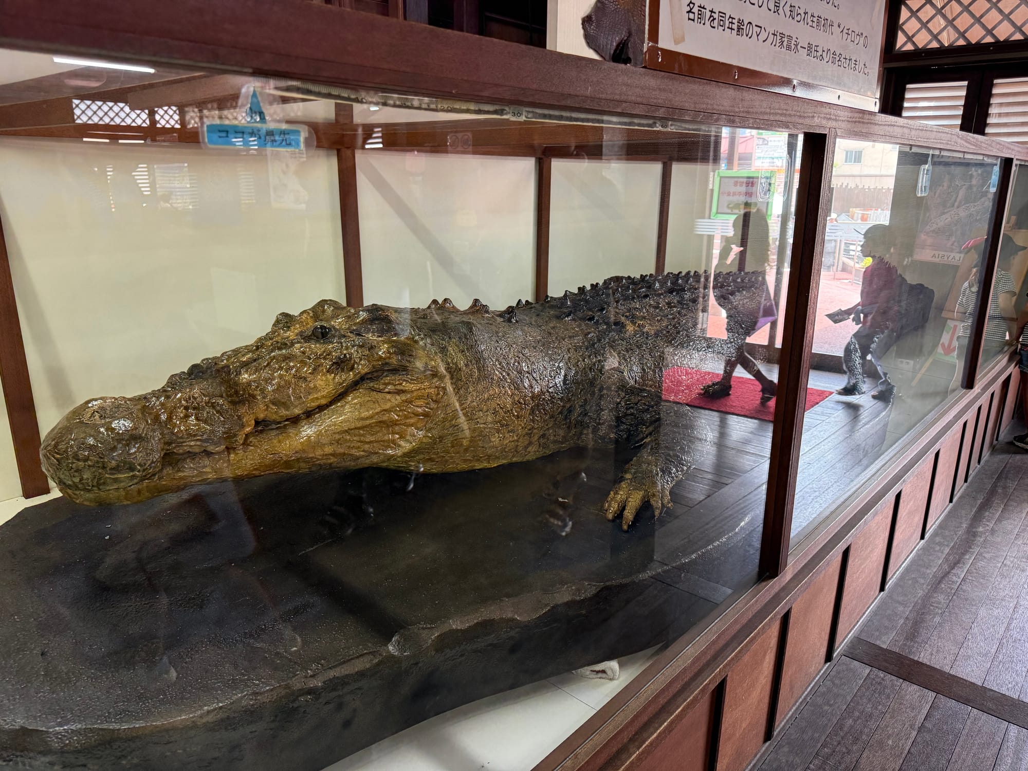 Preserved crocodile displayed in a glass case at Oniyama Jigoku in Beppu, showing the enormous size of the famous Borneo crocodile Ichirō.