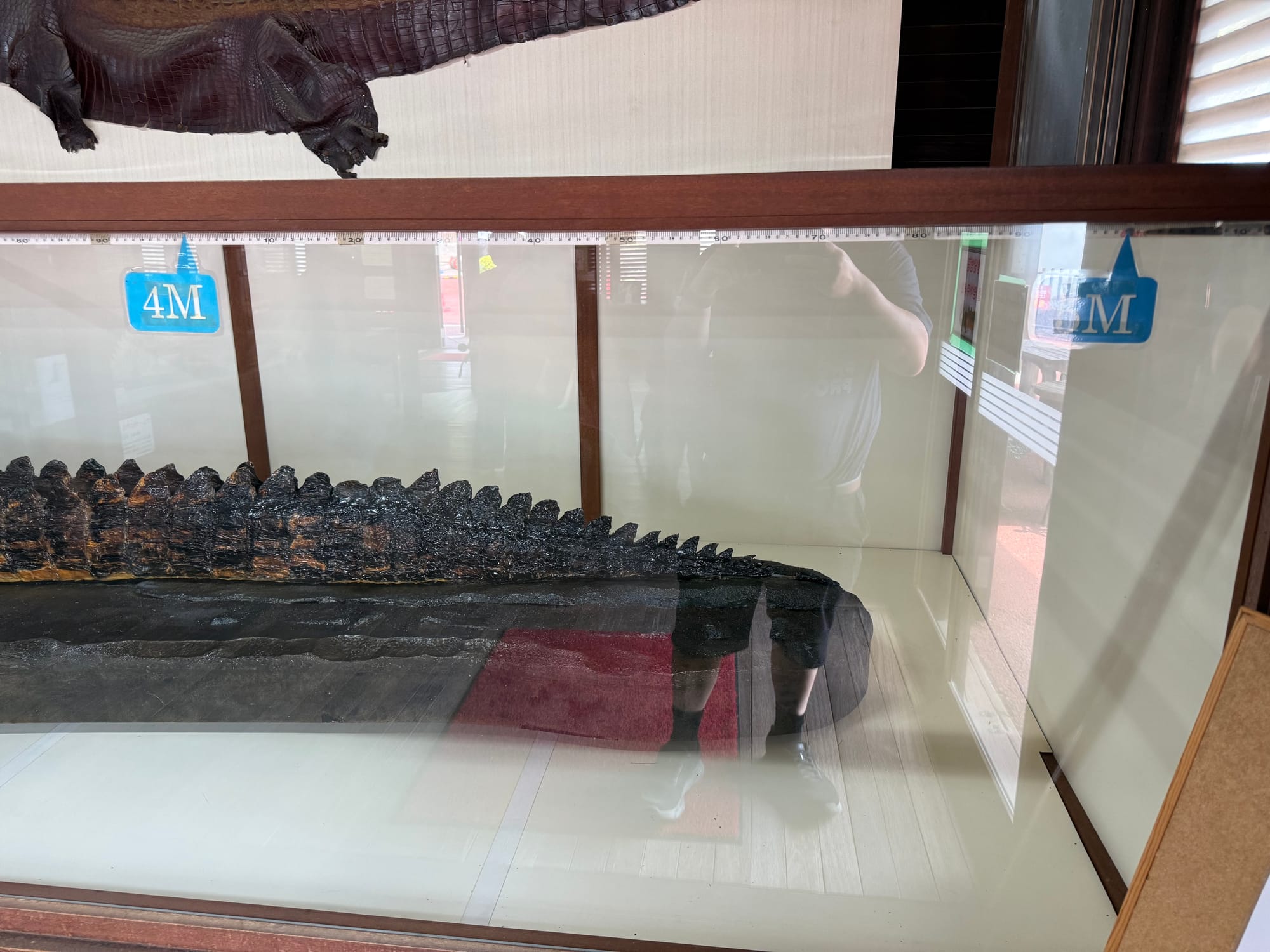 Preserved tail section of Ichirō, the famous Borneo crocodile, displayed in a glass case at Oniyama Jigoku, with measurement markers showing the animal exceeded four metres in length.