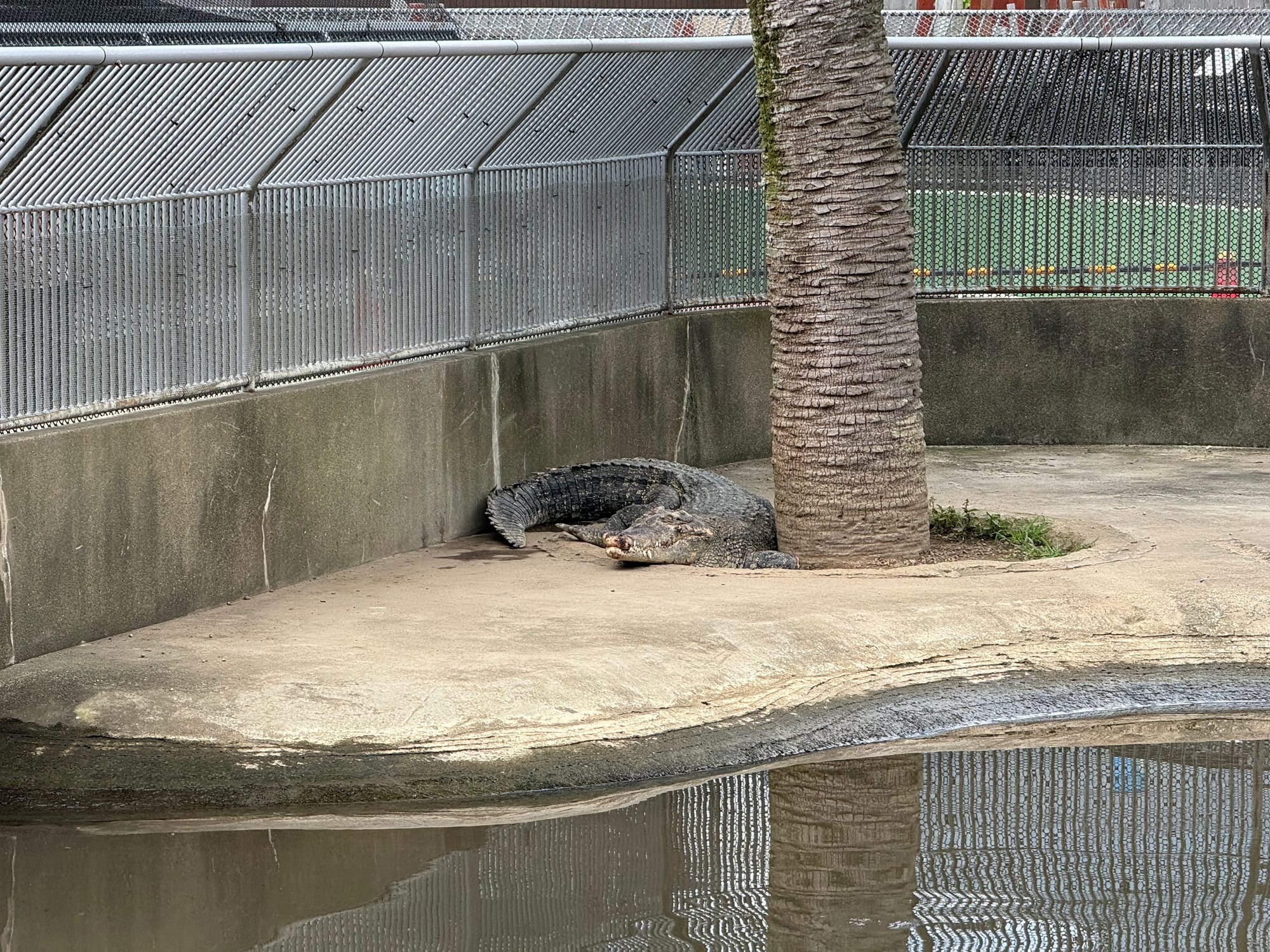 Crocodile resting beside a palm tree at Oniyama Jigoku in Beppu, lying on dry ground next to a geothermal pool within a large fenced enclosure.