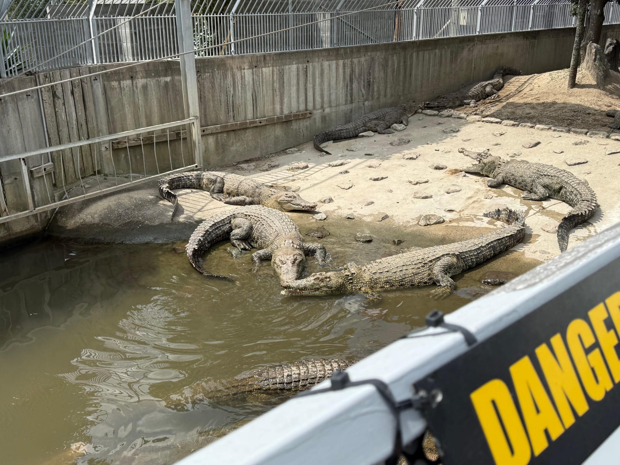 Crocodiles resting beside a geothermal pool at Oniyama Jigoku in Beppu, with several reptiles basking on the banks and in shallow water within a fenced enclosure.