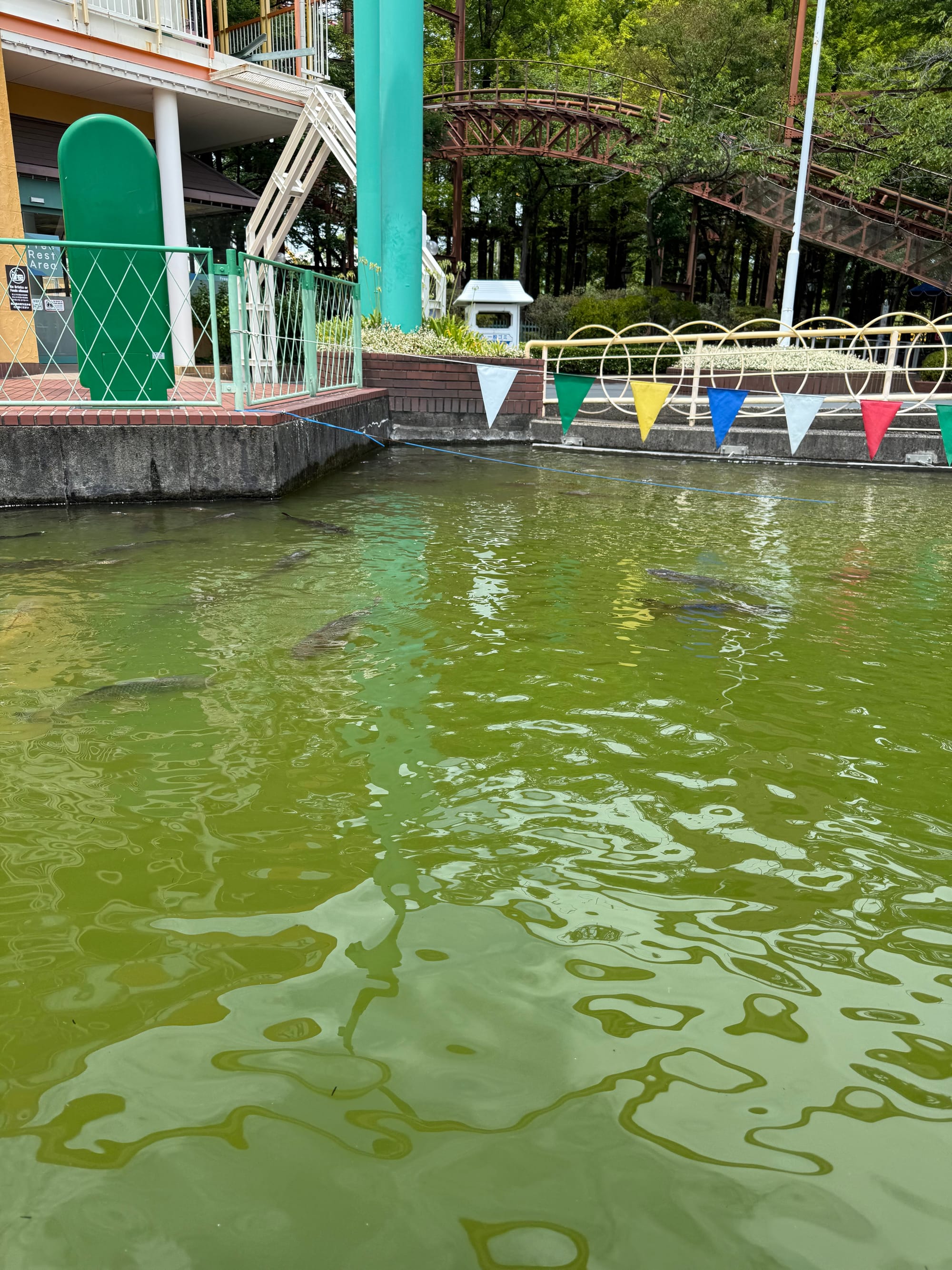 Pond at Nagashima Spa Land containing large fish swimming beneath green water, with colourful bunting, railings and a roller coaster track visible in the background.