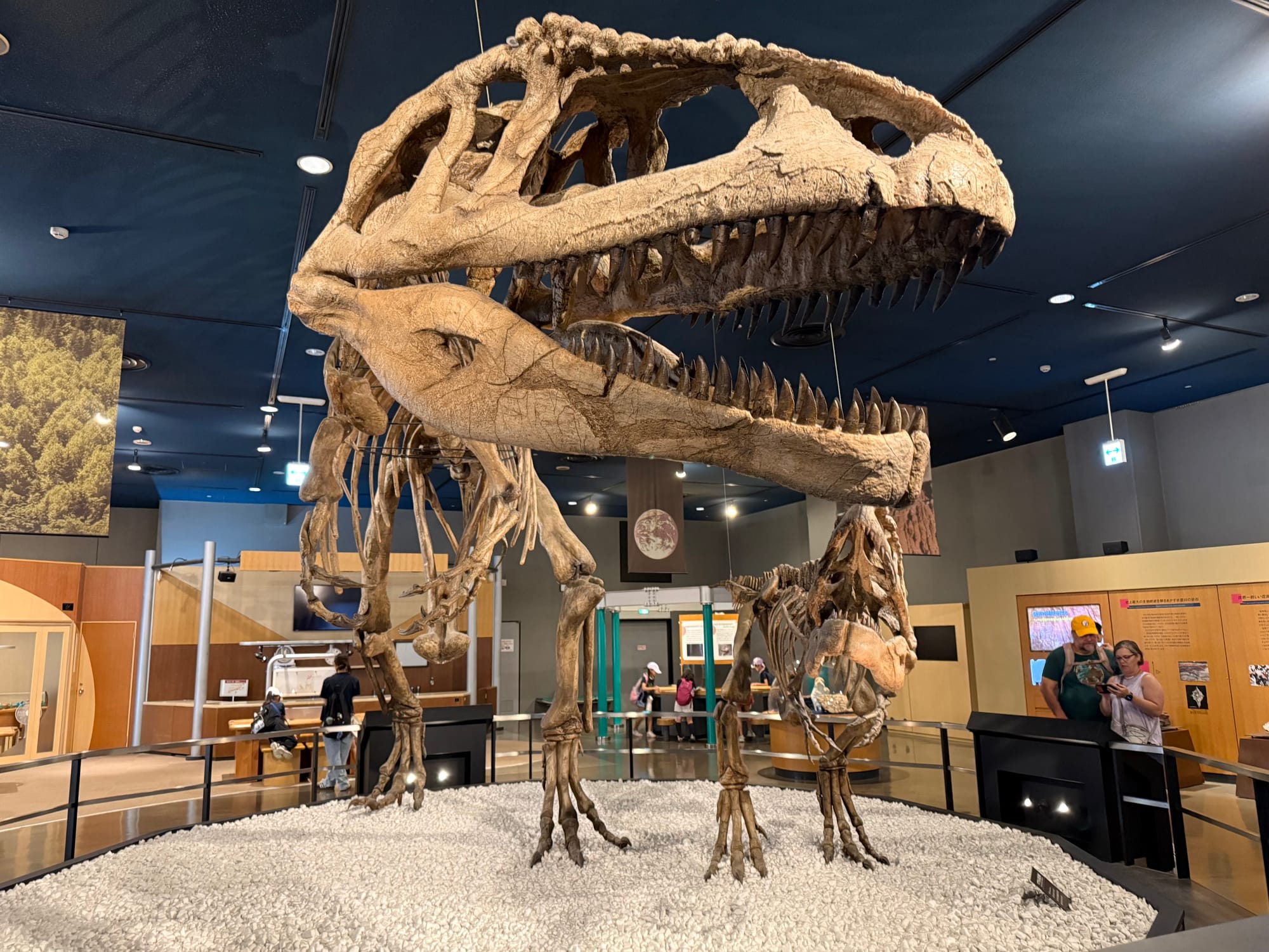 Large Tyrannosaurus rex skeleton displayed in a museum gallery, showing the predator's massive skull, sharp teeth and towering body above visitors.