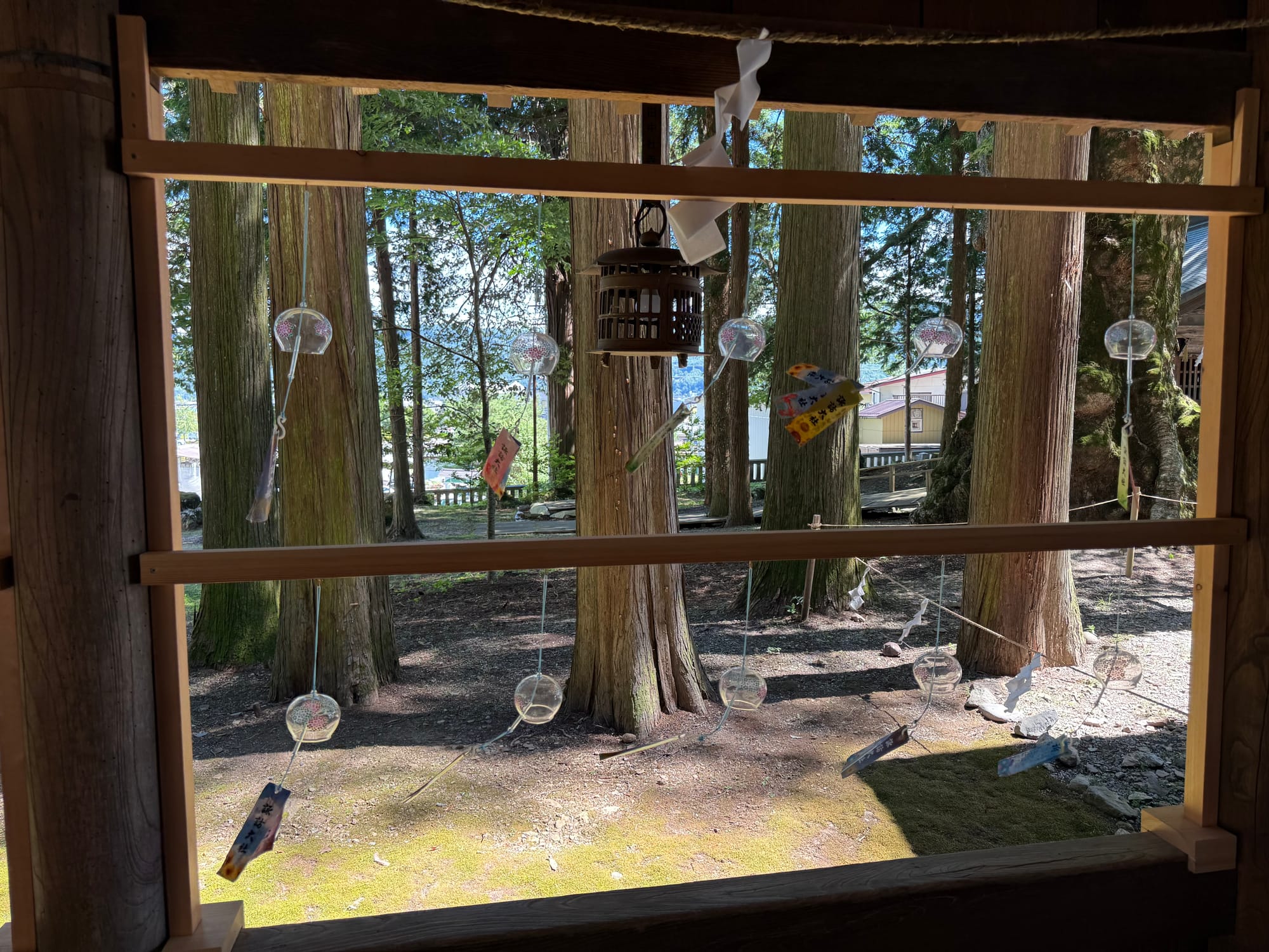 Glass wind chimes with handwritten prayer tags hang at Suwa Taisha Kamisha Honmiya, framed by towering cedar trees and the shrine's sacred woodland setting.