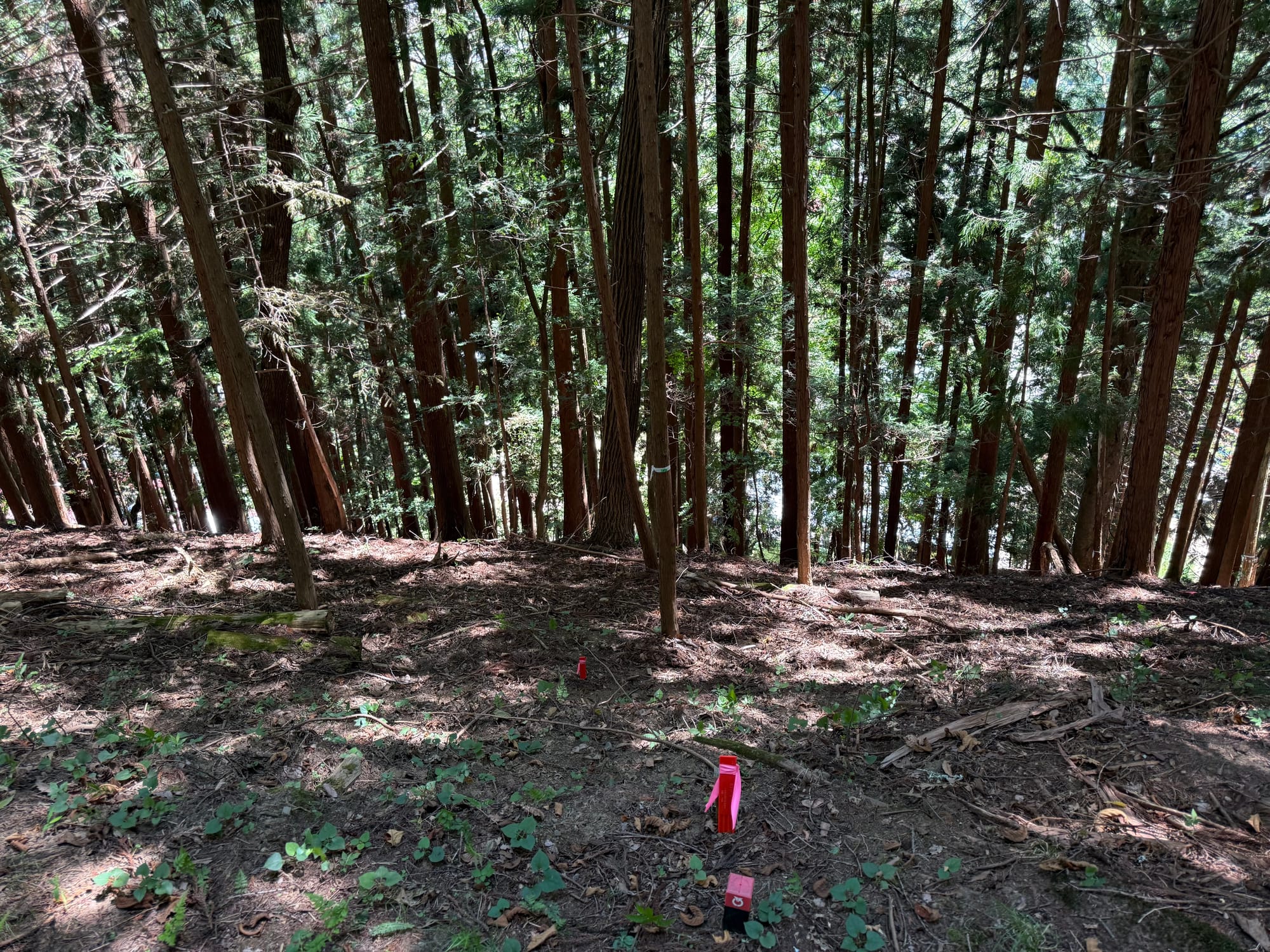 Forested hillside near Suwa Taisha Kamisha Maemiya, with tall cedar trees, a steep slope and survey markers visible on the forest floor beneath dappled sunlight.