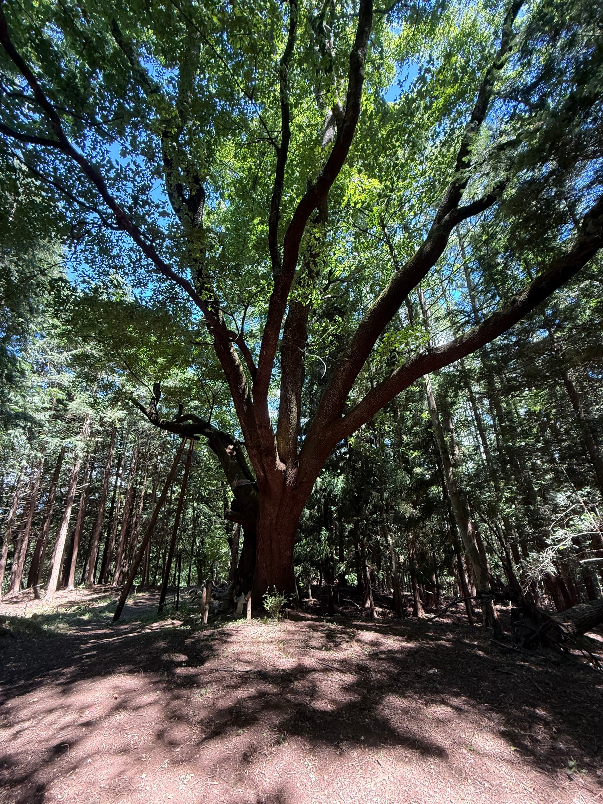 Large sacred tree in the grounds of Suwa Taisha Kamisha Maemiya, with a broad trunk, spreading branches and support braces, surrounded by dense forest.