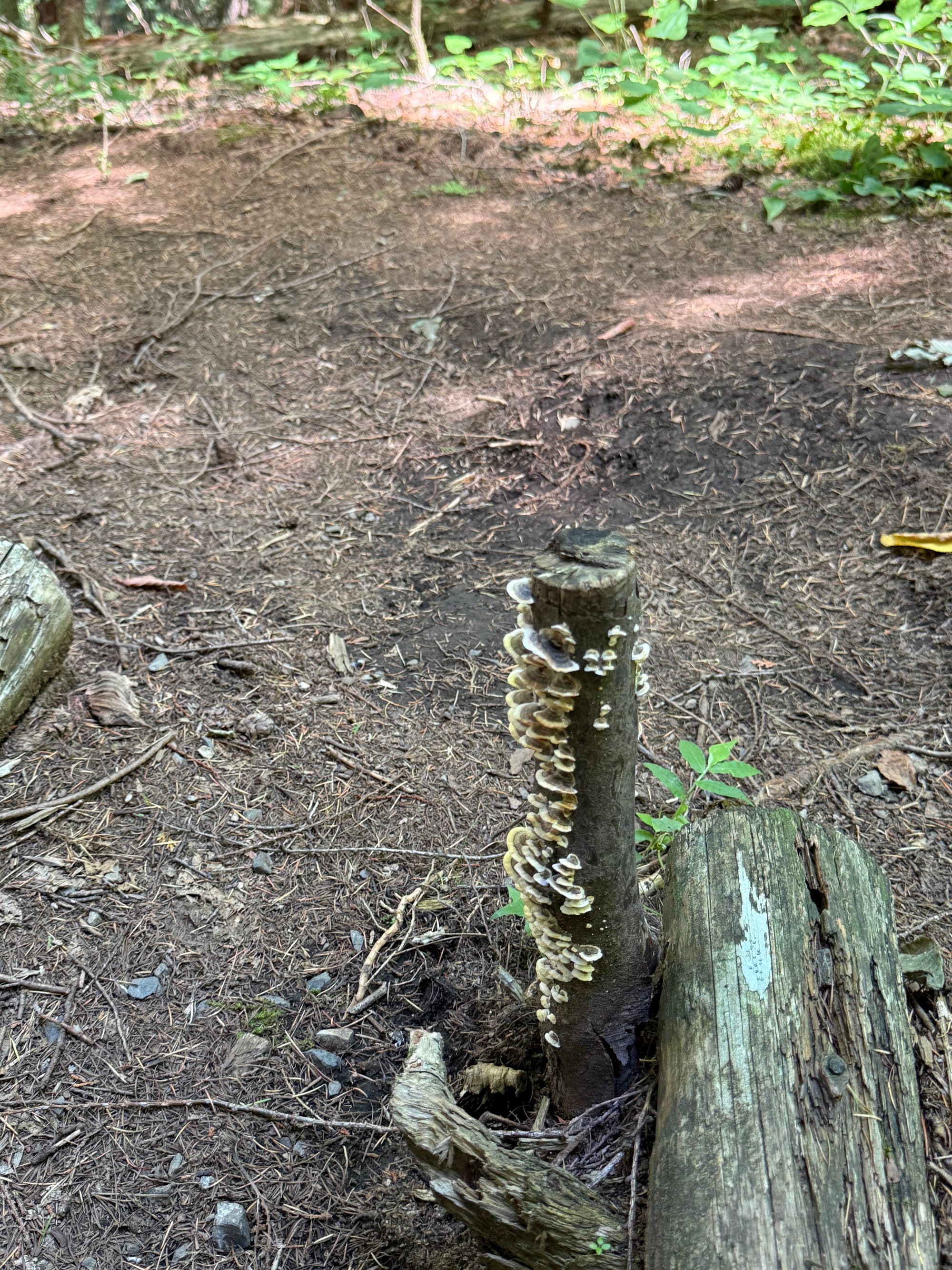 Bracket fungi growing on a weathered tree stump along a forest trail near Oniyama Observation Point, with woodland soil, fallen logs and undergrowth surrounding the stump.