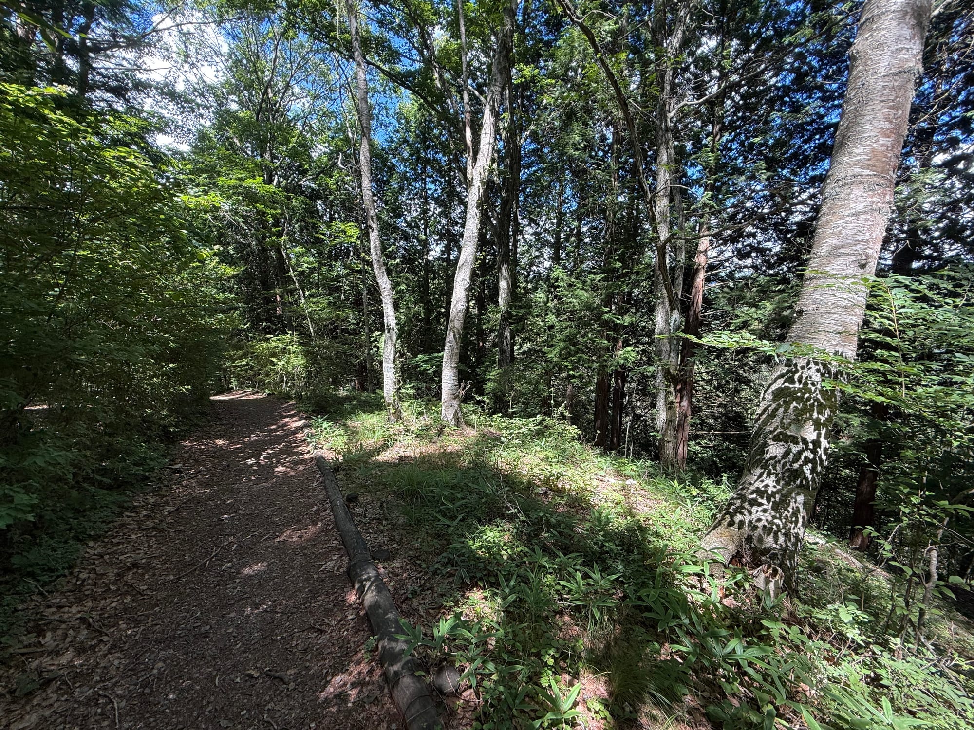 Forest trail in Seinoumi Park leading toward Oniyama Observation Point, winding through dense woodland with tall trees, undergrowth and patches of sunlight filtering through the canopy.
