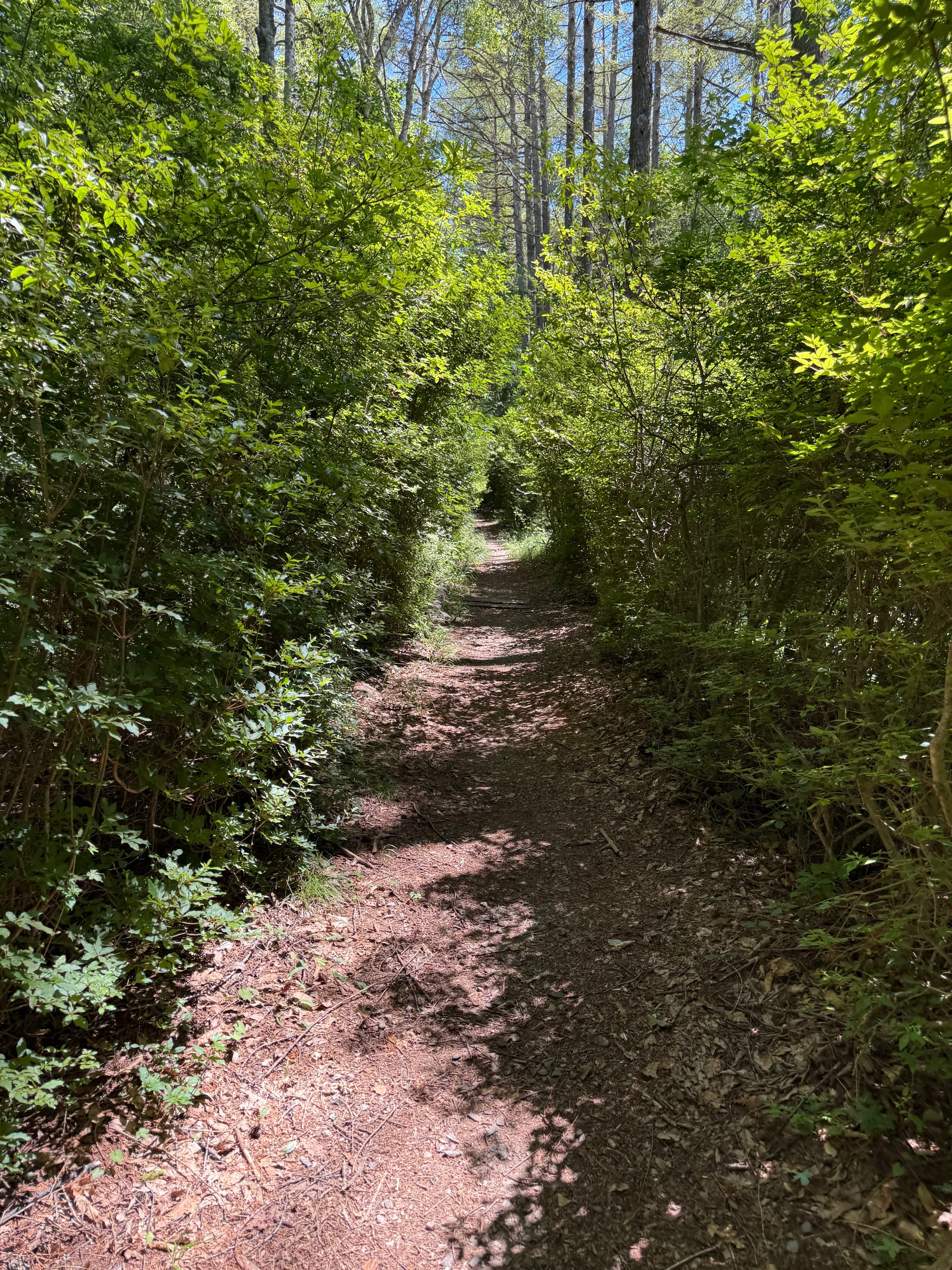 Narrow forest trail in Seinoumi Park leading toward Oniyama Observation Point, bordered by dense green vegetation and tall trees with sunlight filtering through the canopy.