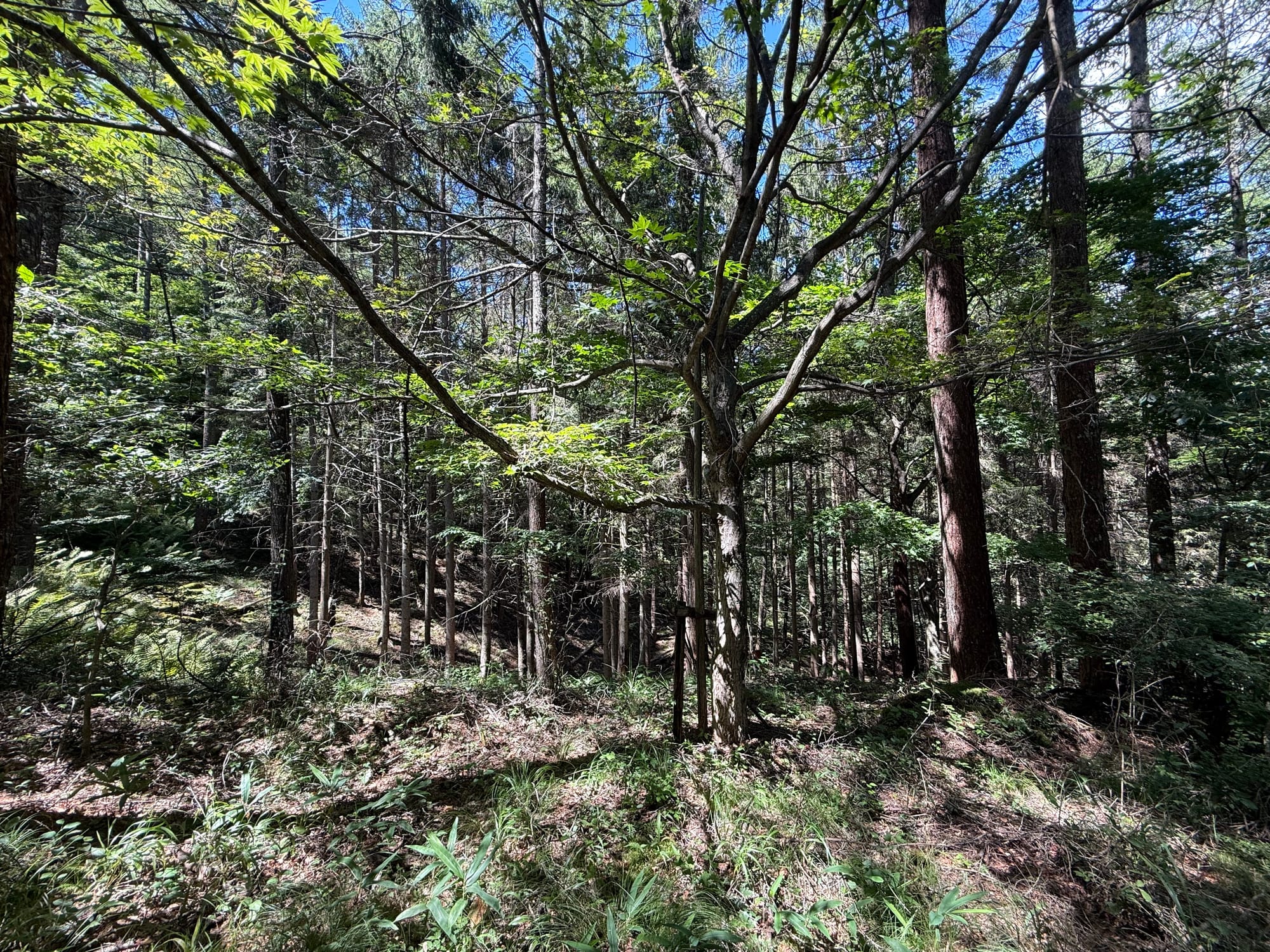 Forest along the trail descending from Mount Oniyama North Peak, with tall trees, dense undergrowth and patches of sunlight illuminating the woodland floor.