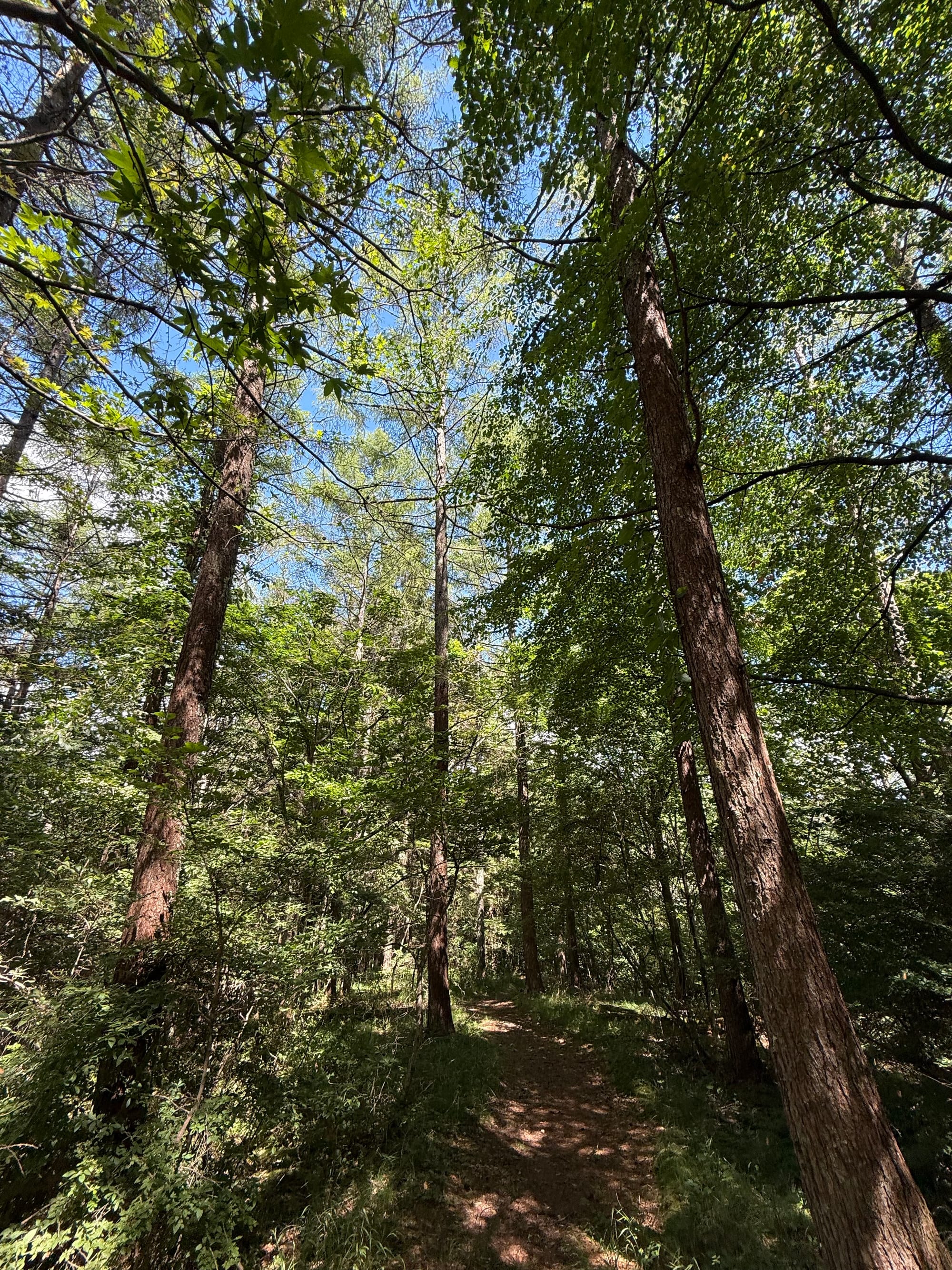 Forest trail descending from Mount Oniyama North Peak, passing beneath tall trees and a leafy canopy, with sunlight filtering through the woodland onto the path.