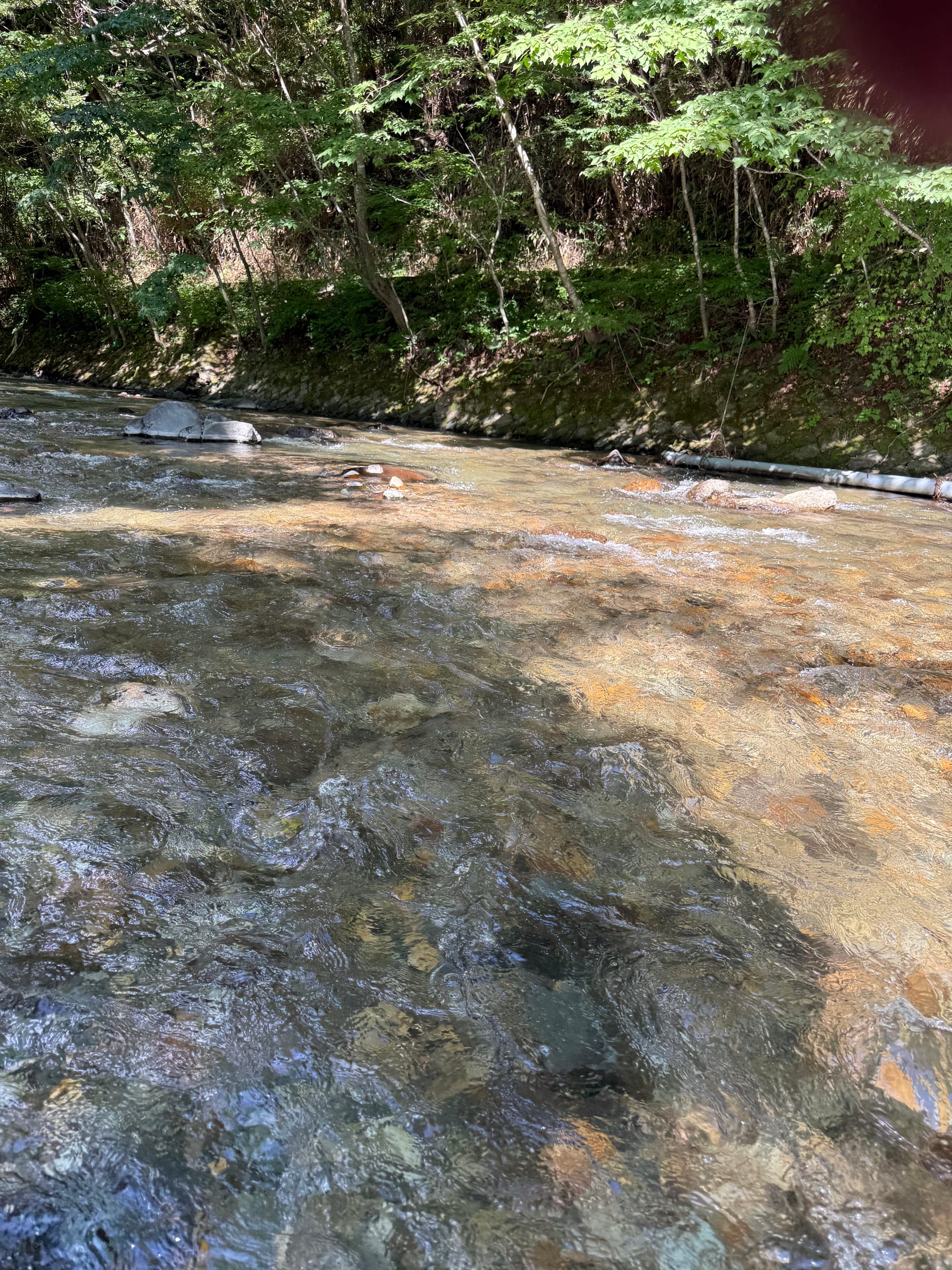 Clear stream flowing over rocks near Suwa Taisha Shimosha Harumiya, with sunlight reflecting through shallow water and a forested bank lining the opposite shore.